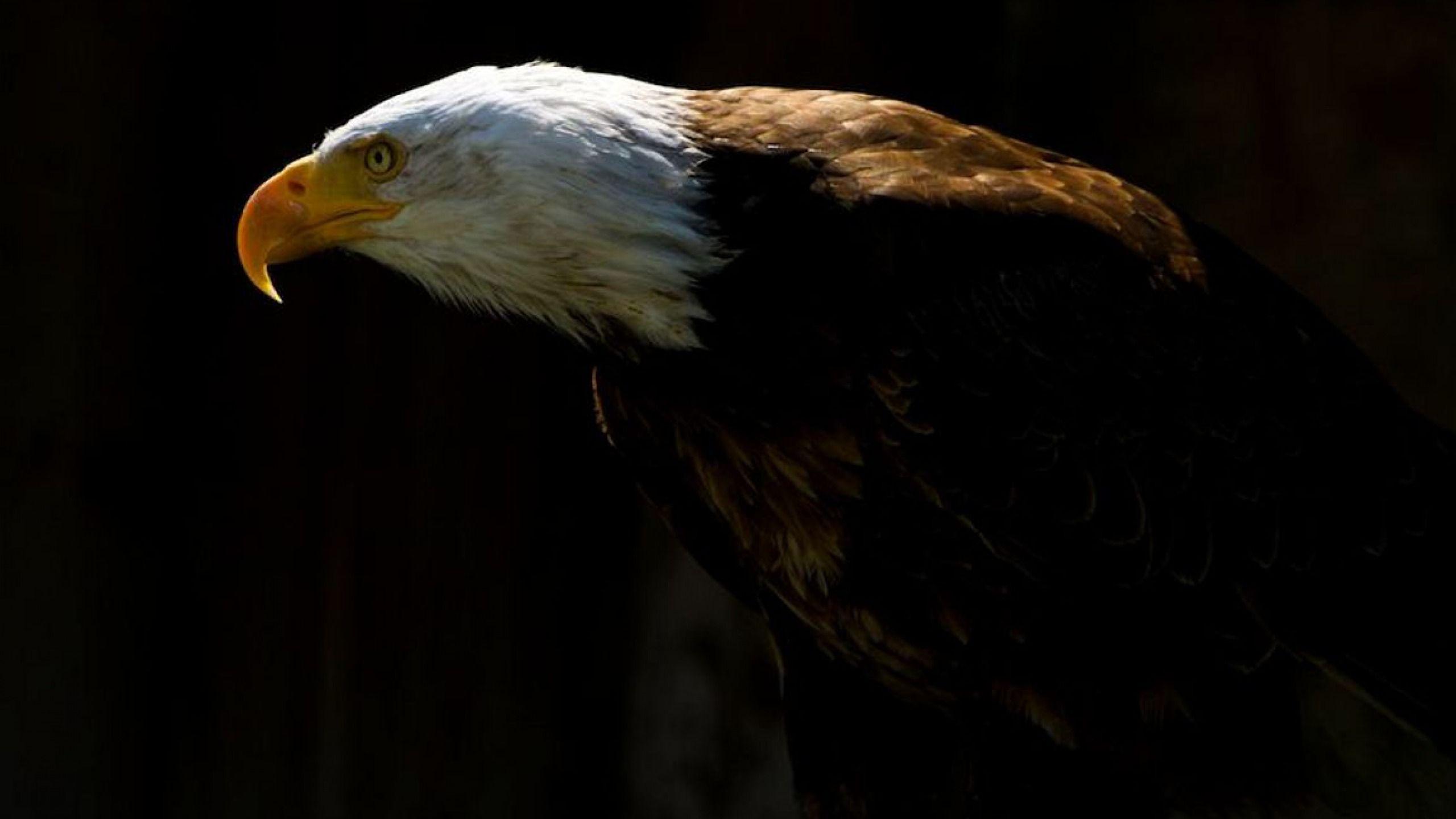 2560x1440 Wallpaper Of The Day: Bald Eagle Sense Evaluation