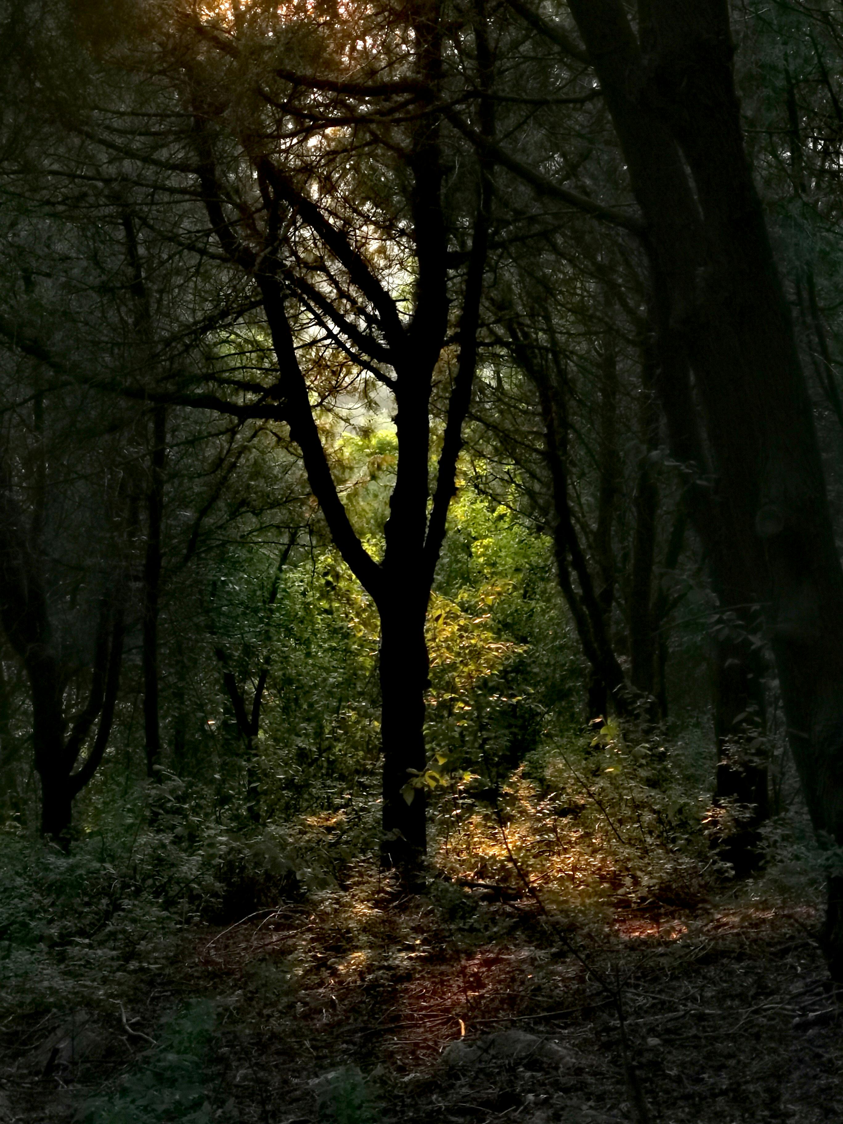 2736x3648 Trees in Deep Forest · Free