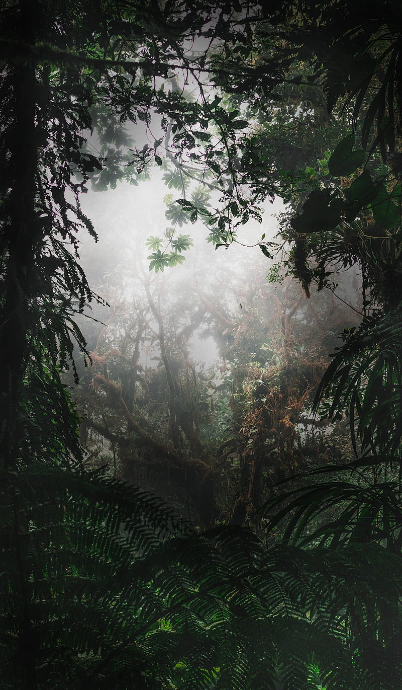 800x1371 Deep Forest, Audrey, , amazing, amazon, calming, green, landscape, nature, premium, HD phone wallpaper