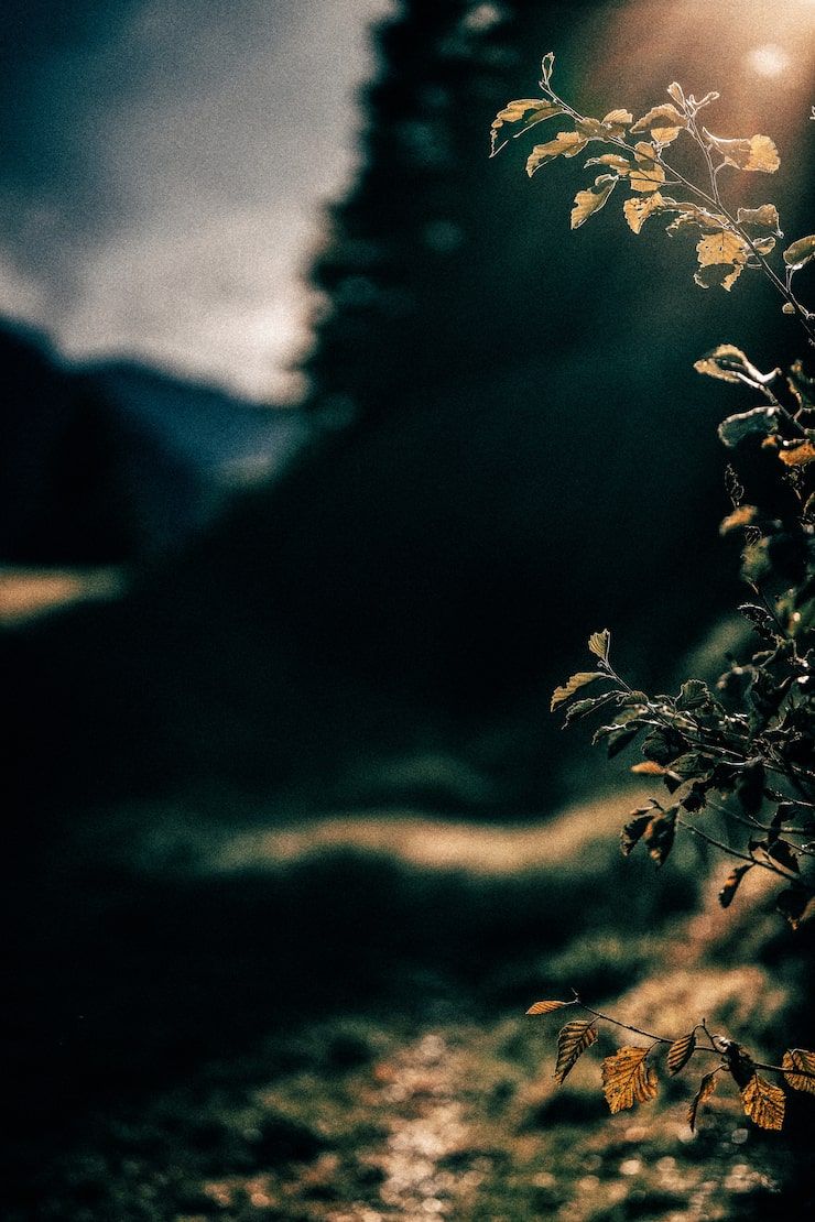 740x1110 Deep background nature Image