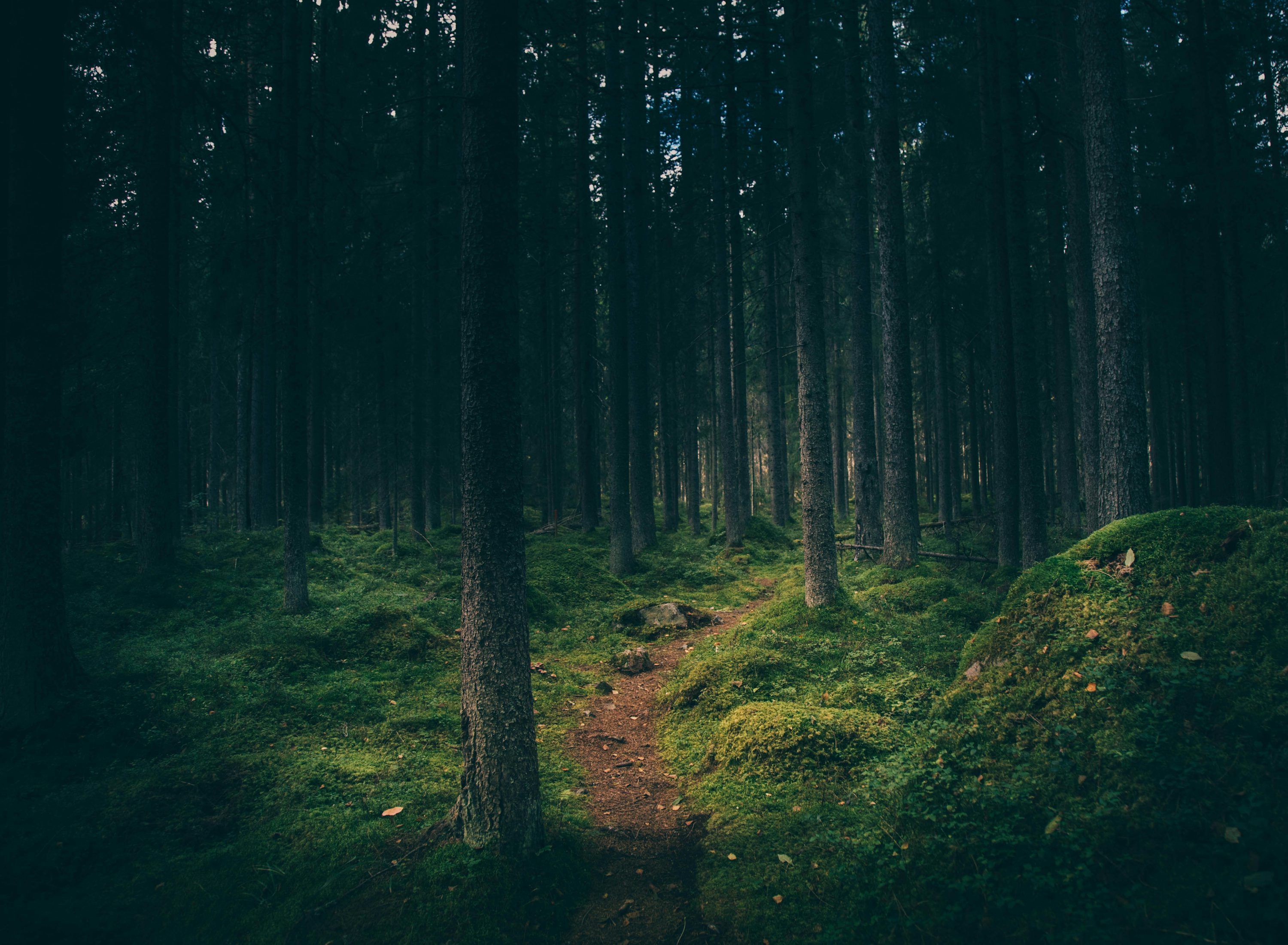 3000x2200 Deep Forest Picture. Download Free Image