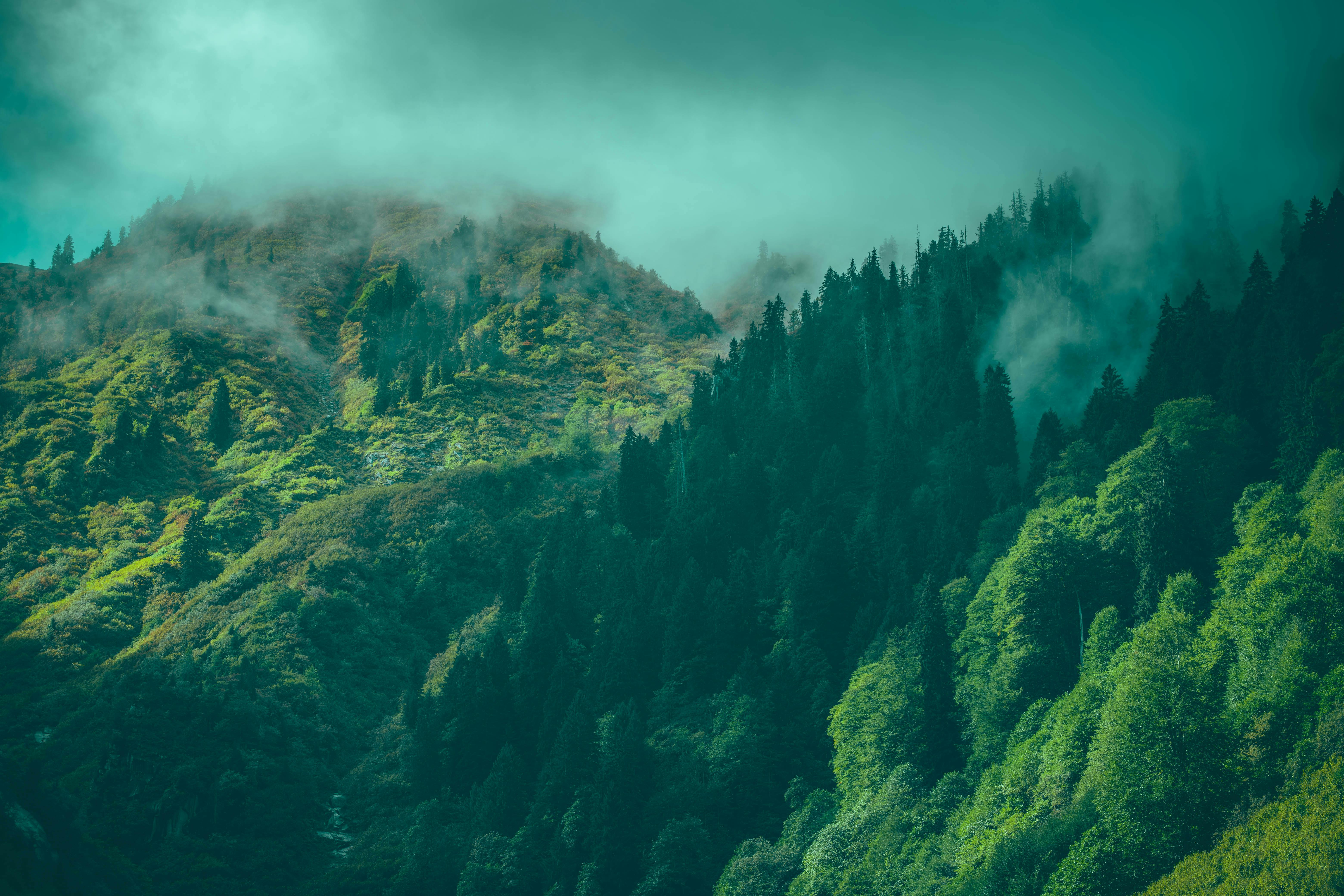 6240x4160 Green, Deep Forest under Cloud · Free