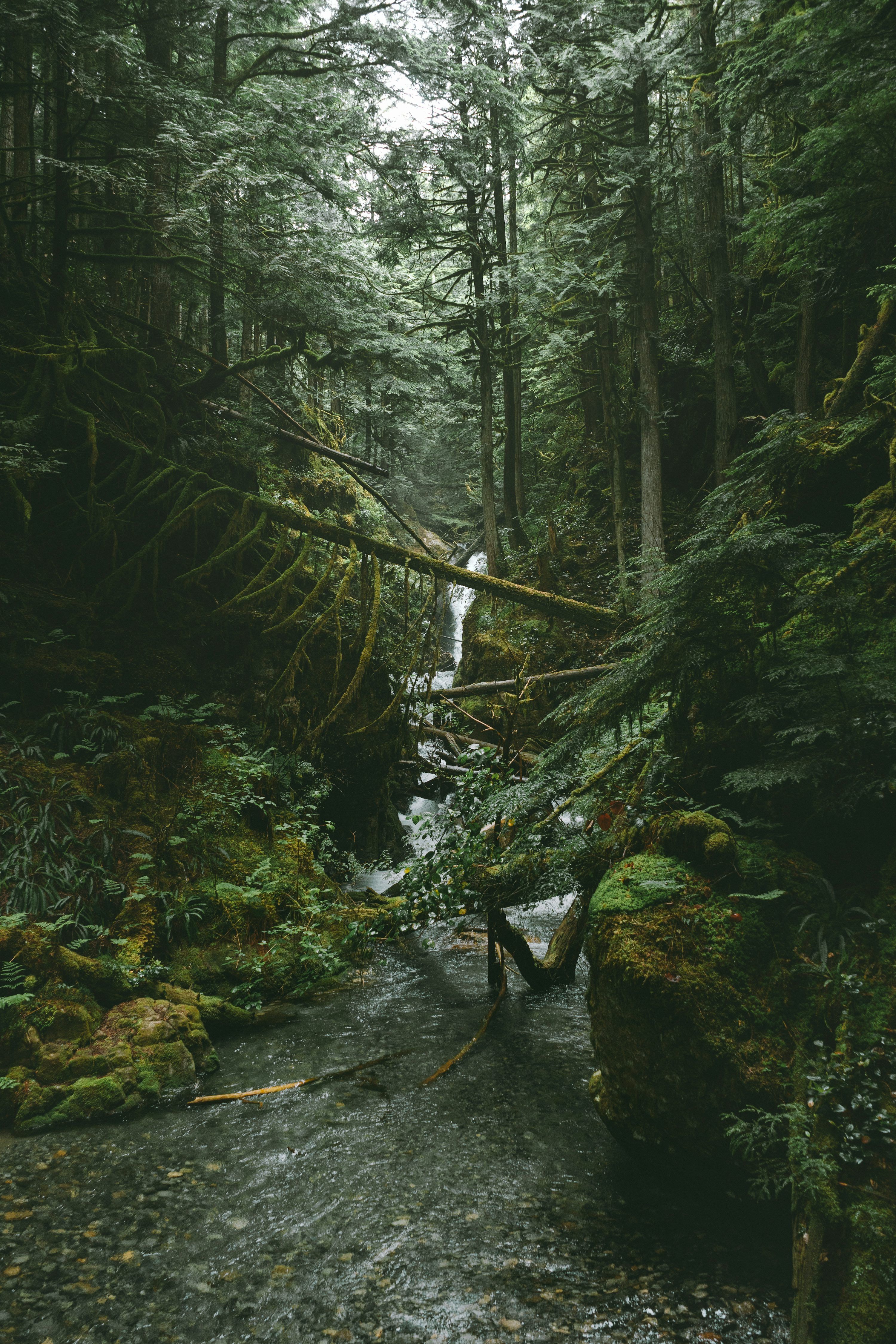 3000x4500 Deep Forest Picture. Download Free Image