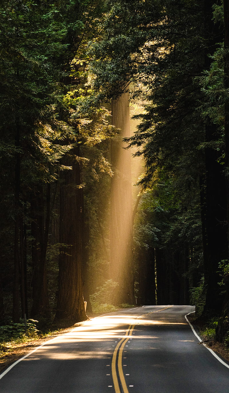 800x1371 HD deep forest road wallpaper