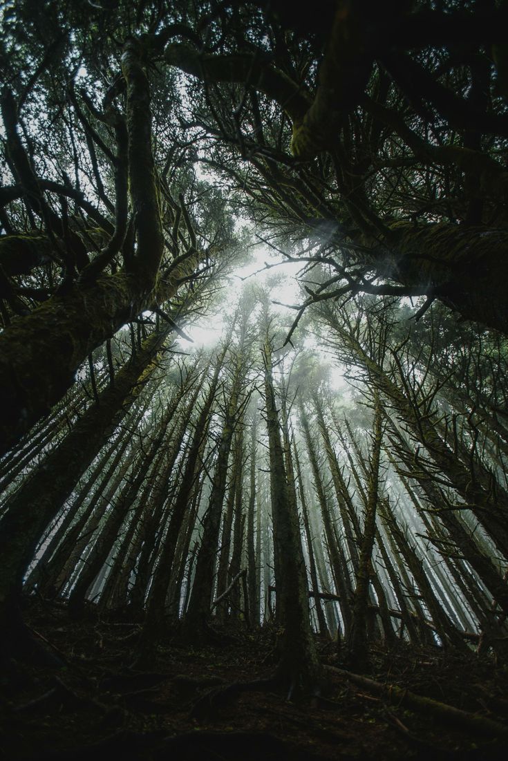 735x1101 Download deep into the wood, forest, big trees 2832x4240 HD wallpaper