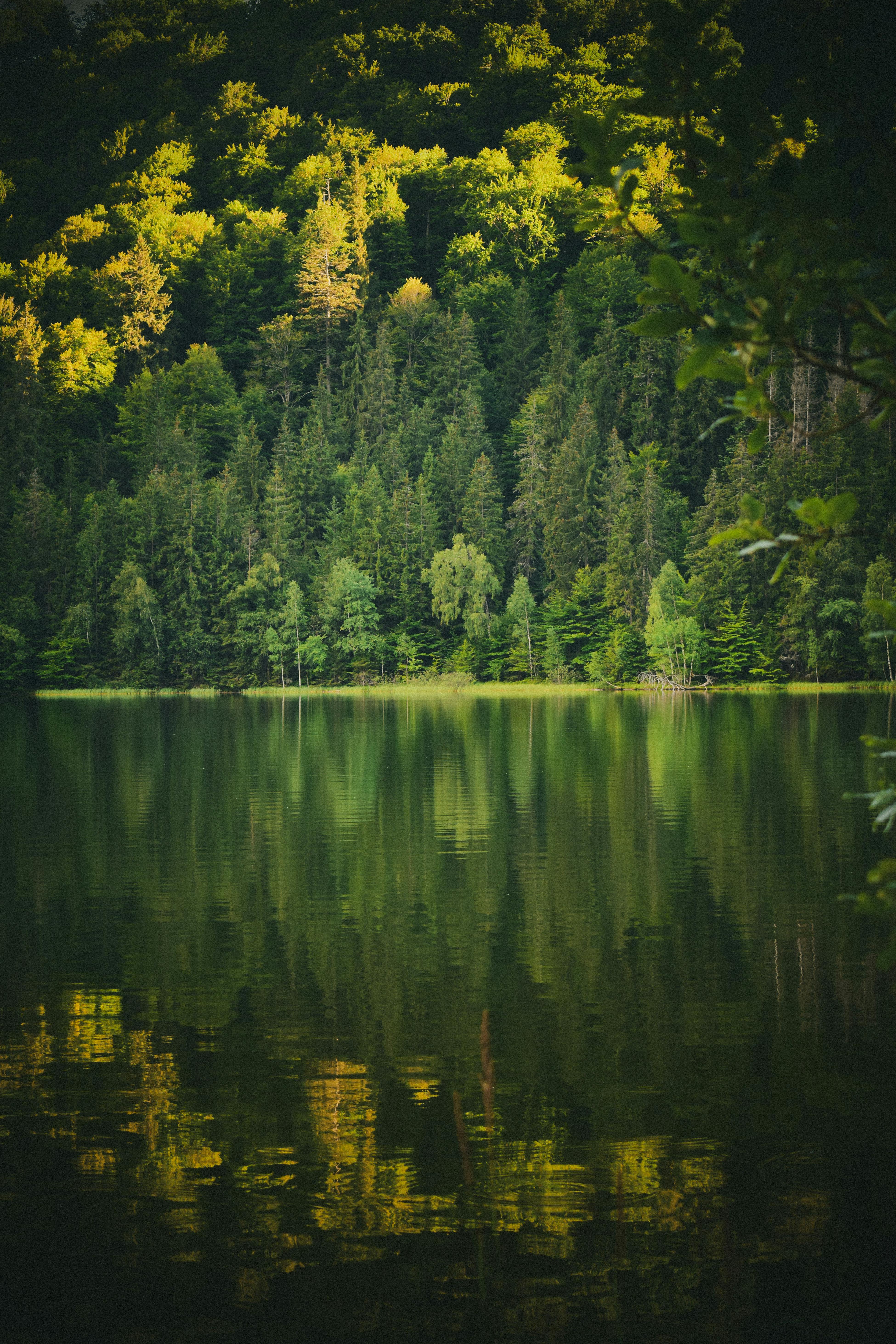 3901x5850 Green, Deep Forest and Lake · Free