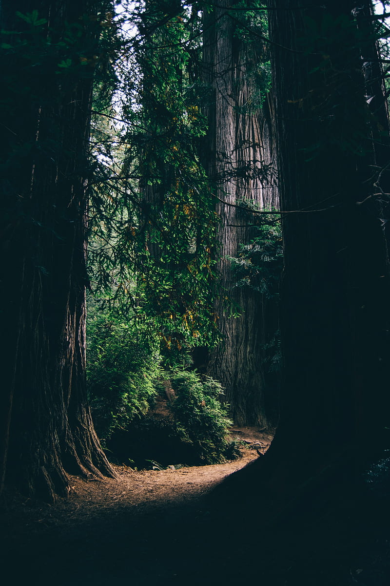 800x1200 Forest, tall trees, dark, leaves, Nature, HD phone wallpaper