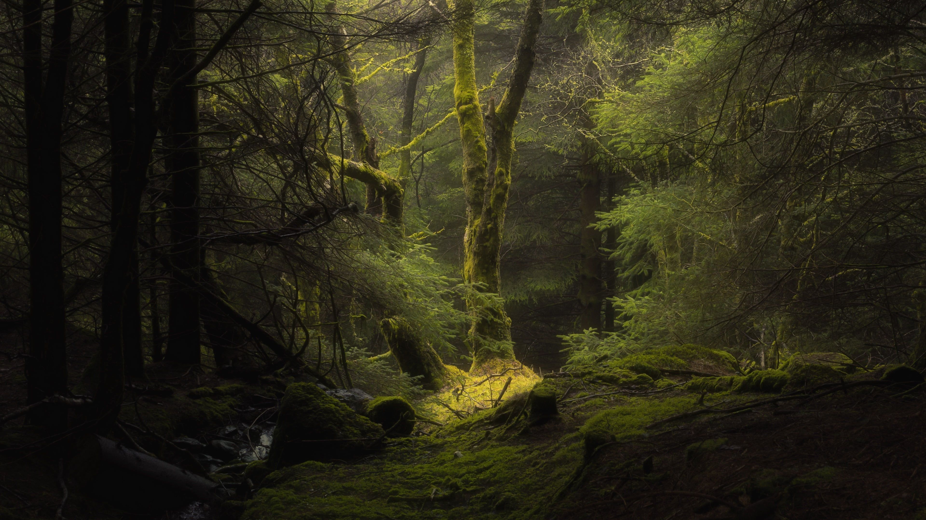 3840x2160 Deep Forest 4k Wallpaper