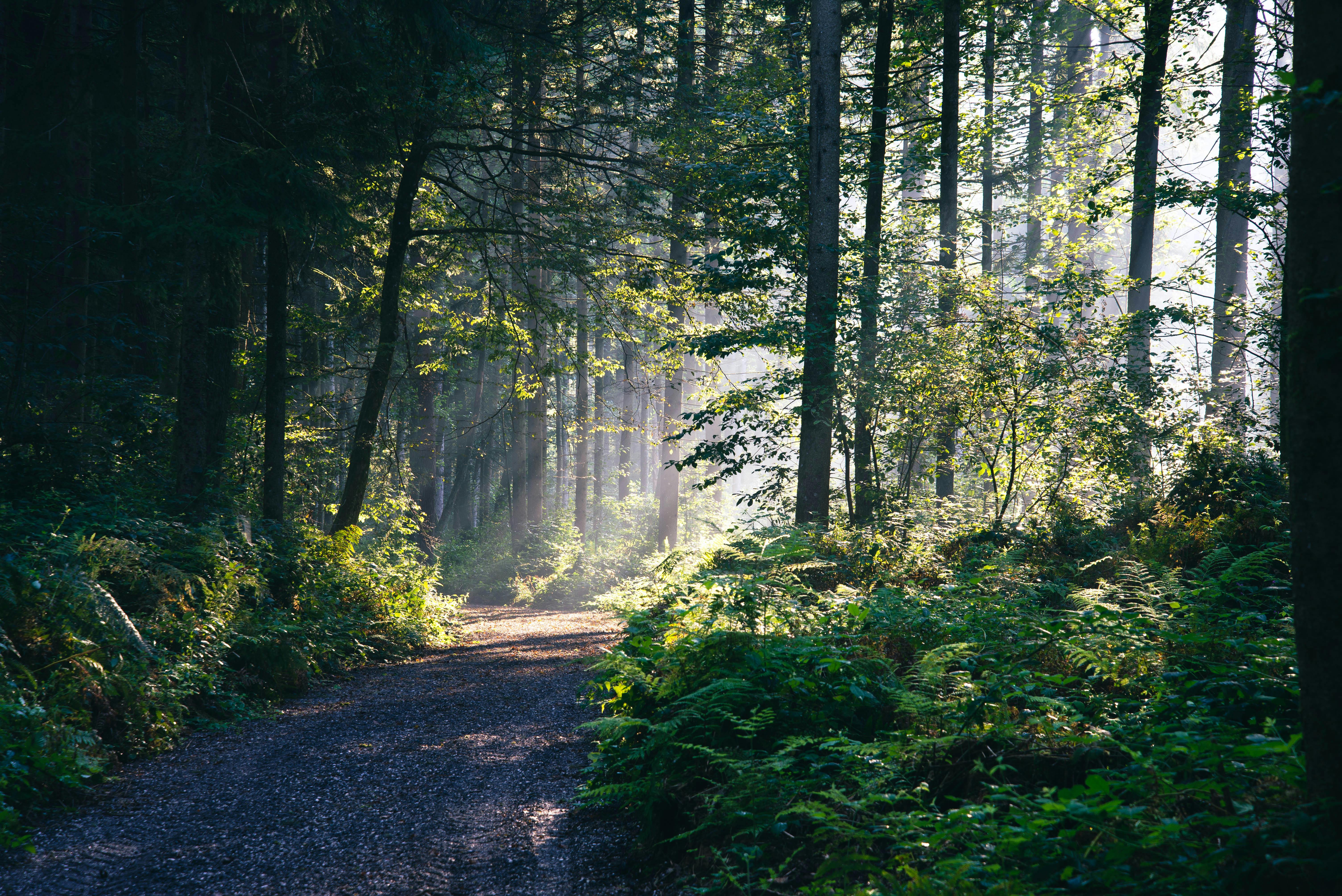 6016x4016 Footpath in Deep Forest · Free