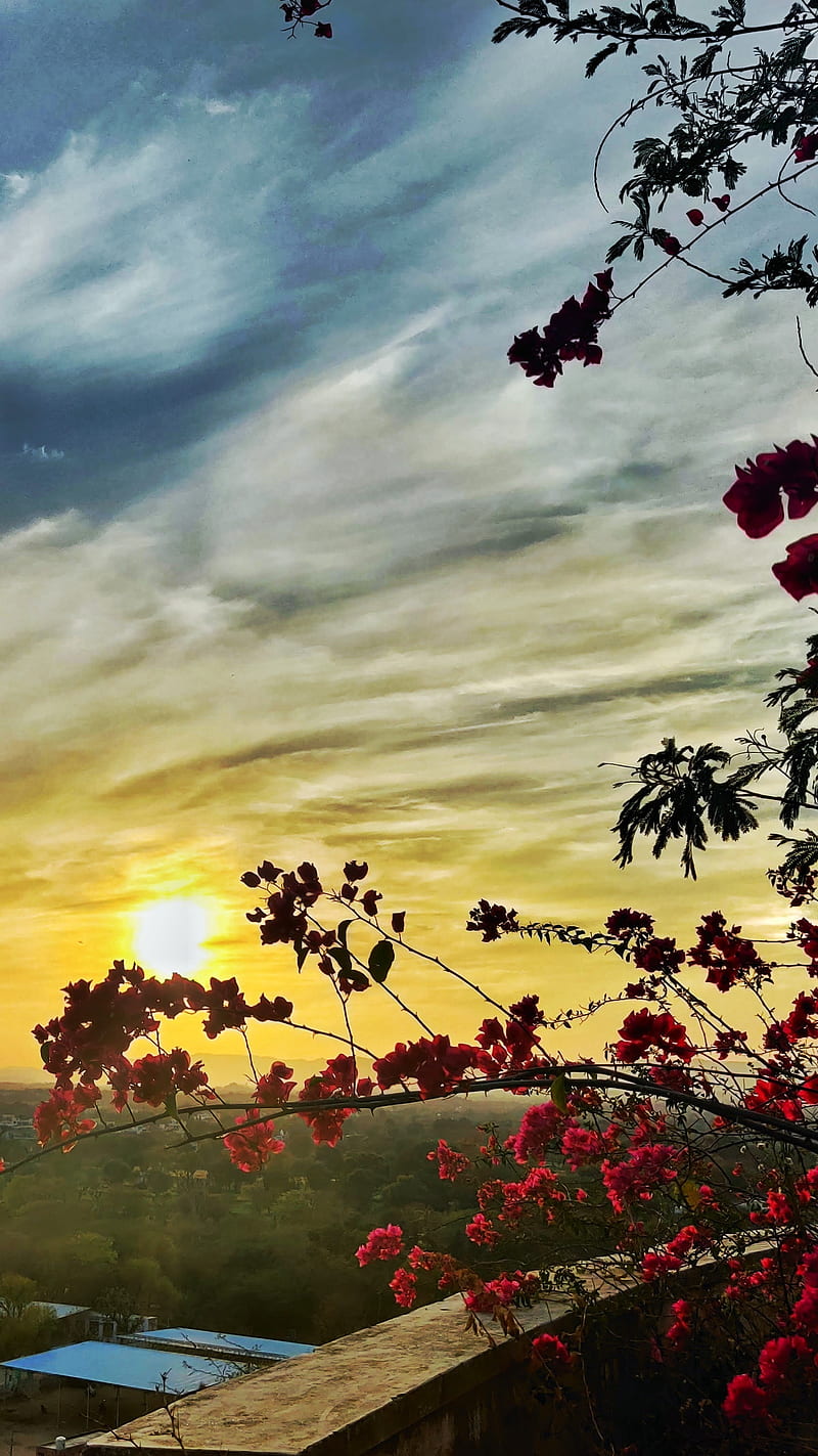 800x1423 Sunrise, deep, nature, tree, HD phone wallpaper