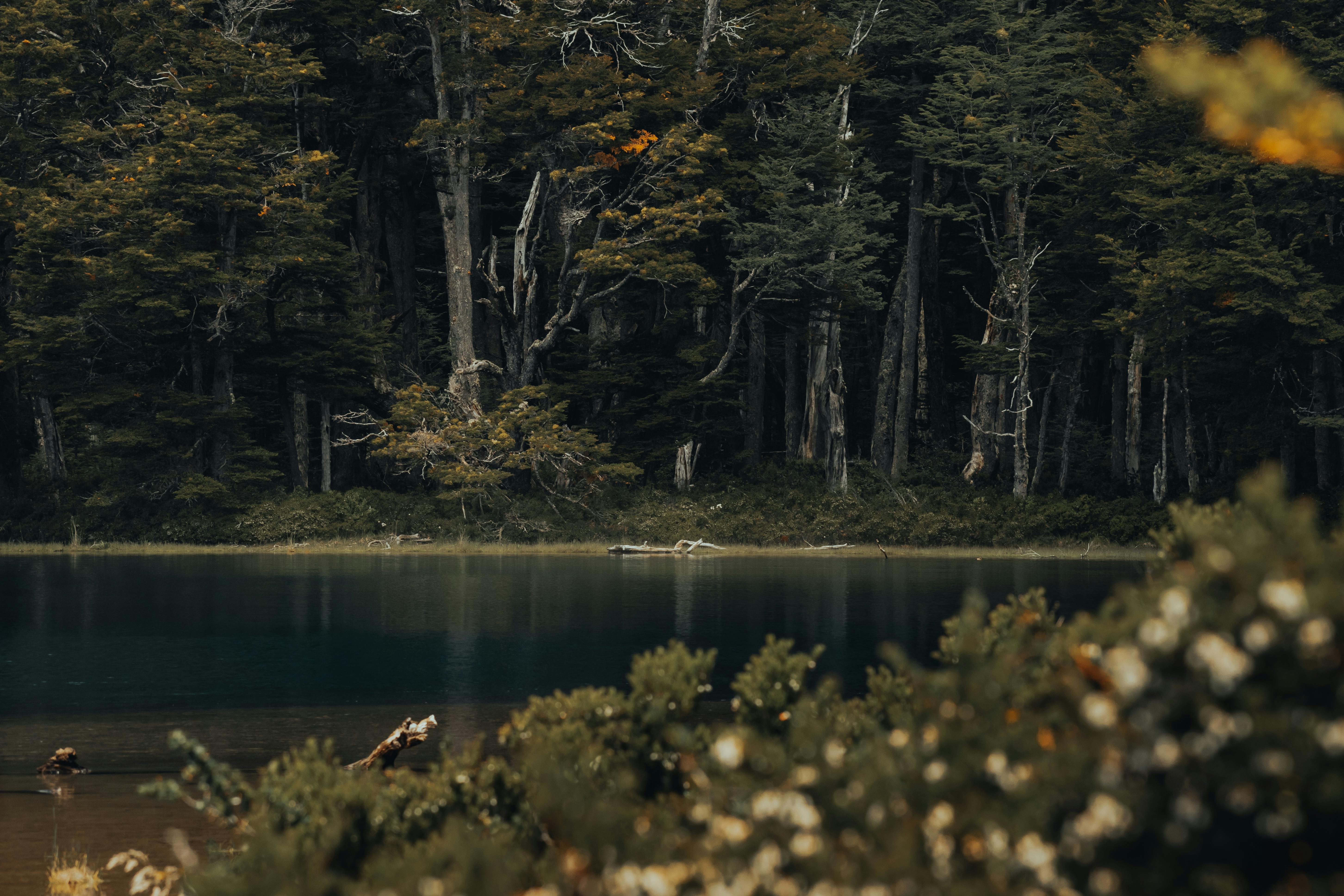 5809x3873 River in Deep Forest · Free