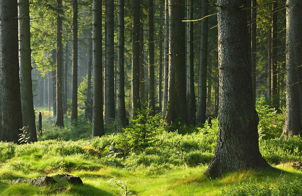 1155x750 Deep In Forest Wallpaper Mural
