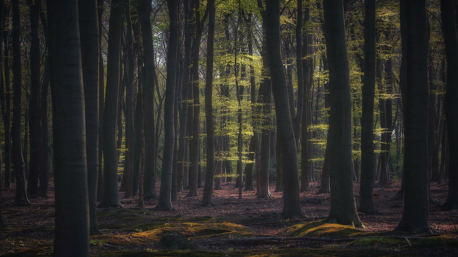 1920x1080 Deep forest HD Photography New Wallpaper, HD Nature 4K Wallpaper, Image and Background