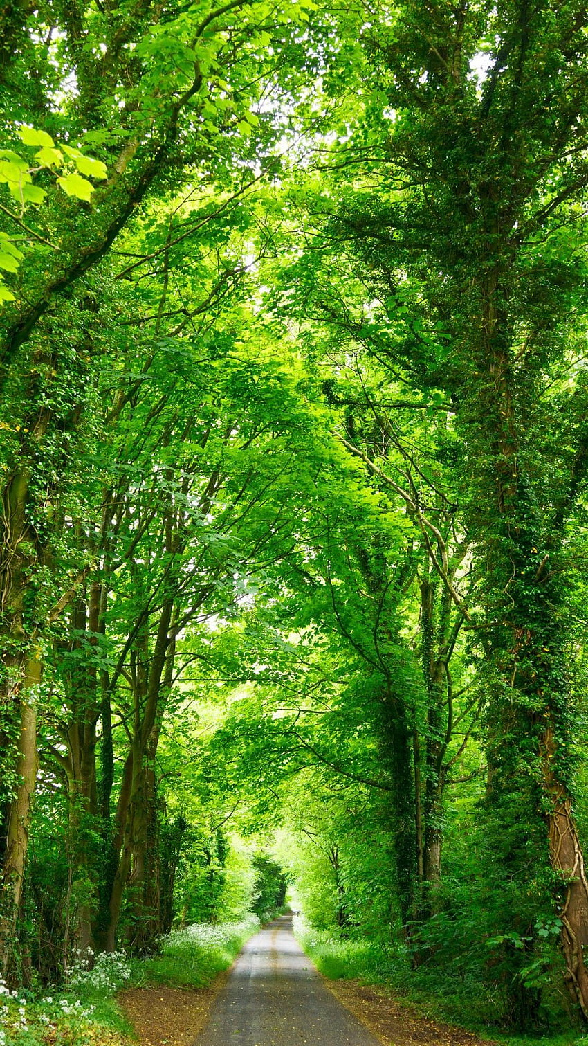 850x1511 Deep Green Trees Phone Lockscreen Android iOS. Nature, Beautiful landscapes, Nature, Deep Forest Road HD phone wallpaper