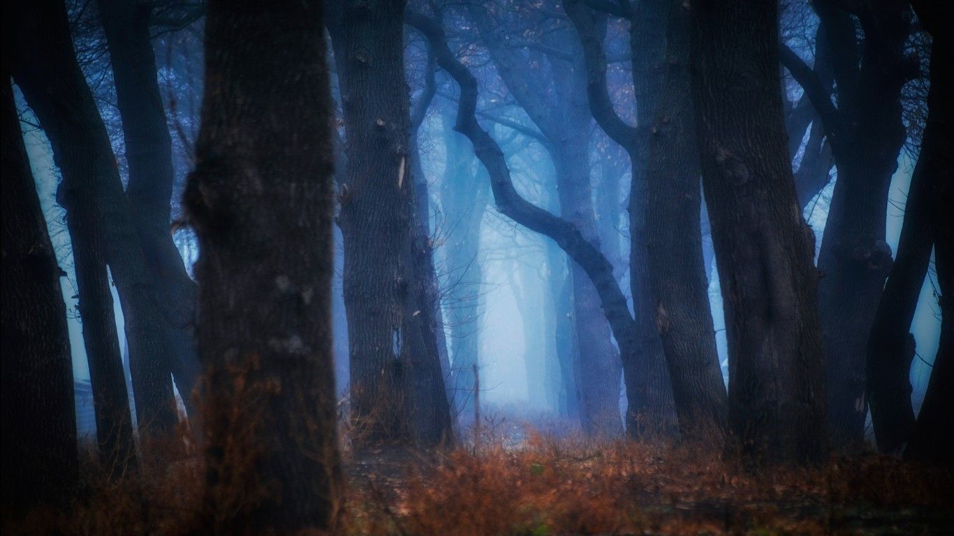 1366x768 Fog Covered In Deep Forest Between Trees HD Nature Wallpaper