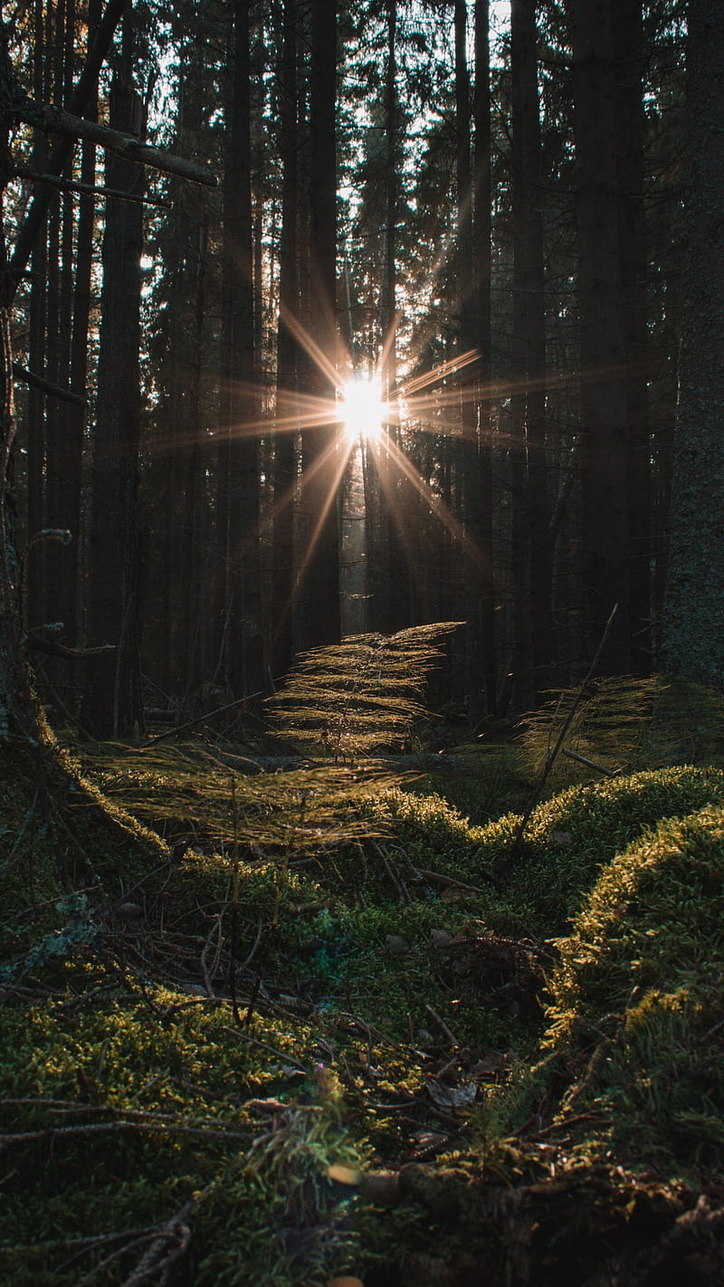 800x1422 Forest sunrise, GreenNBloom, bonito, black, dark, deep, fresh, green, nature, HD phone wallpaper