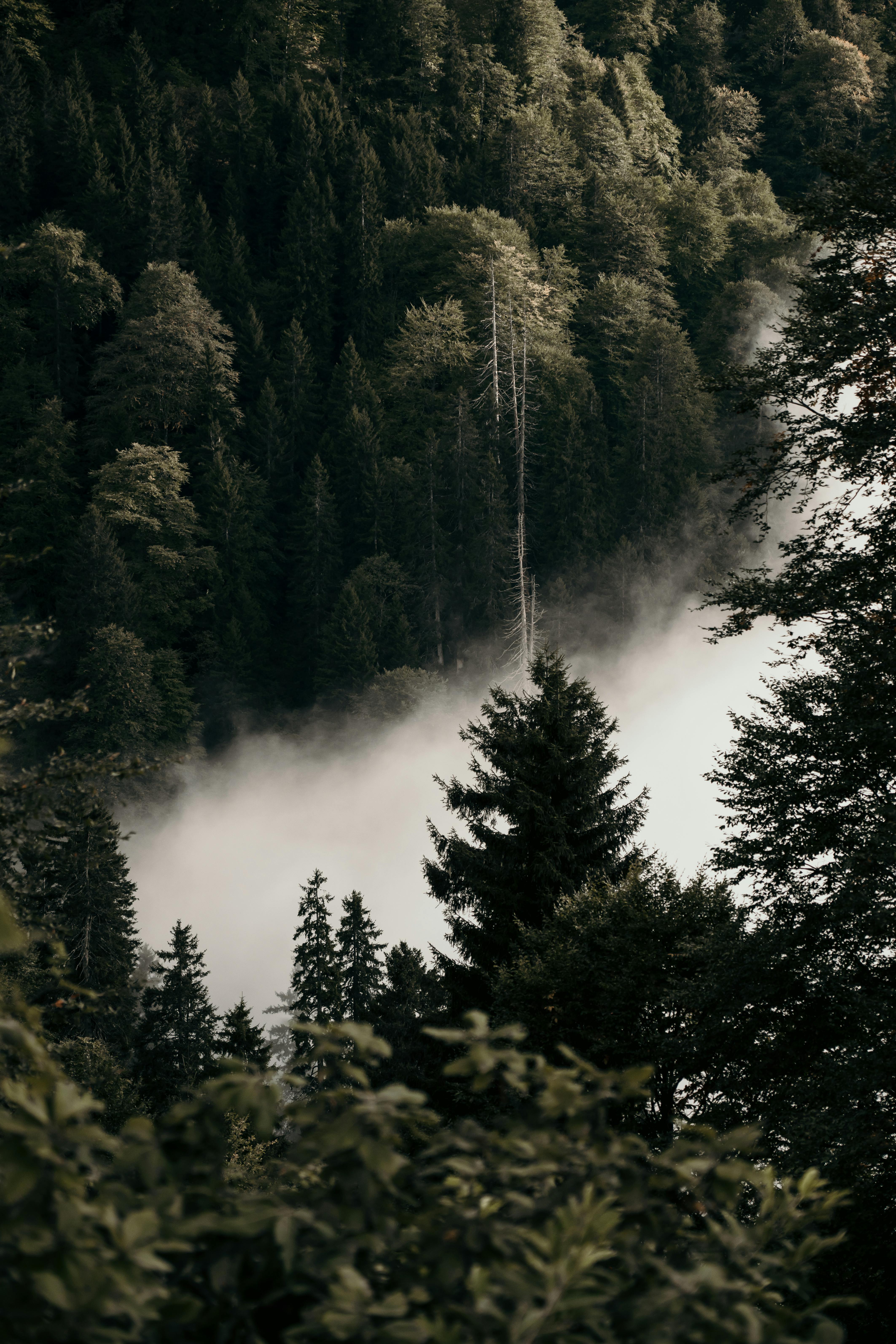 4251x6377 Cloud in Deep Forest · Free