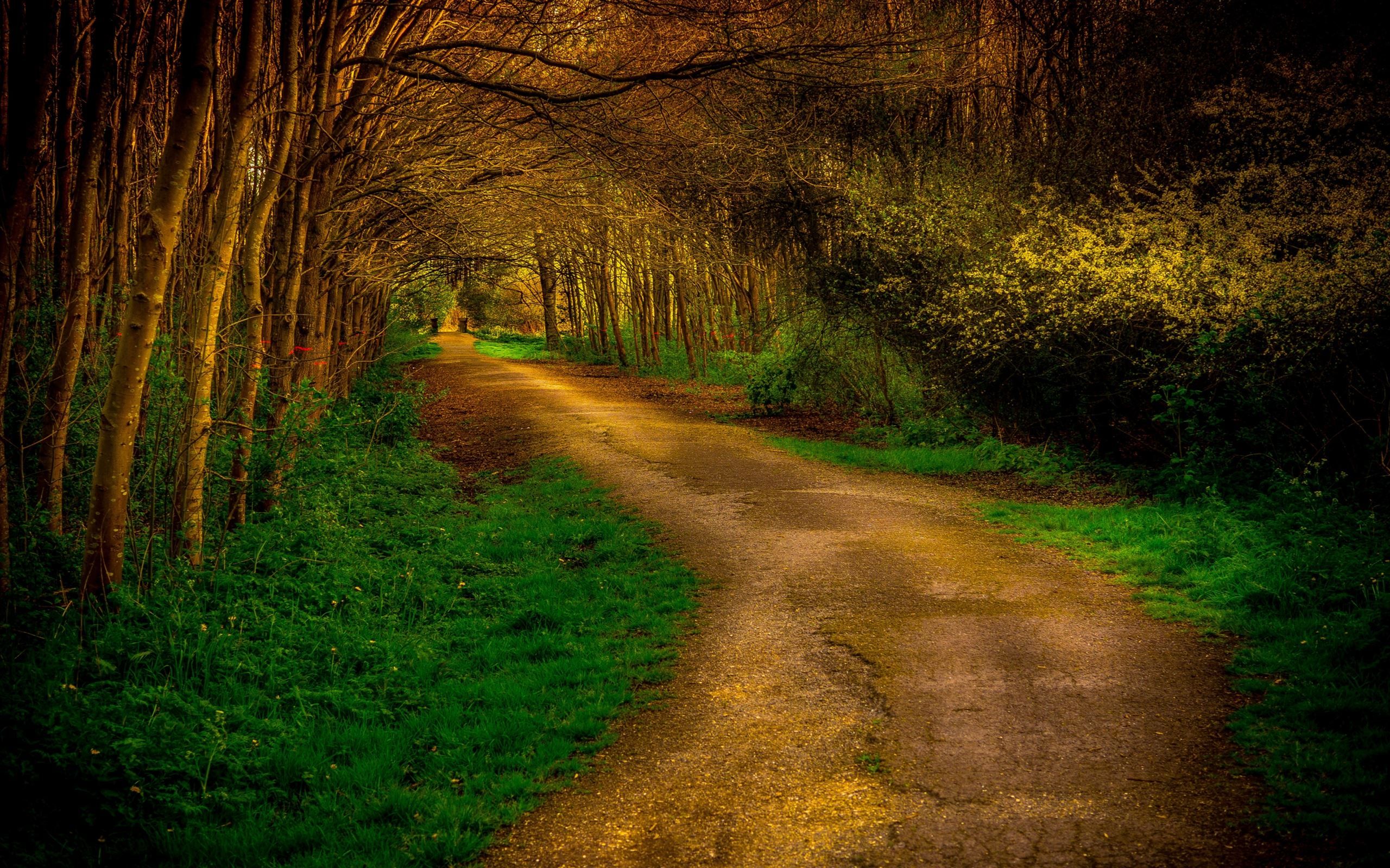 2560x1600 Deep Forest MacBook Air Wallpaper Download