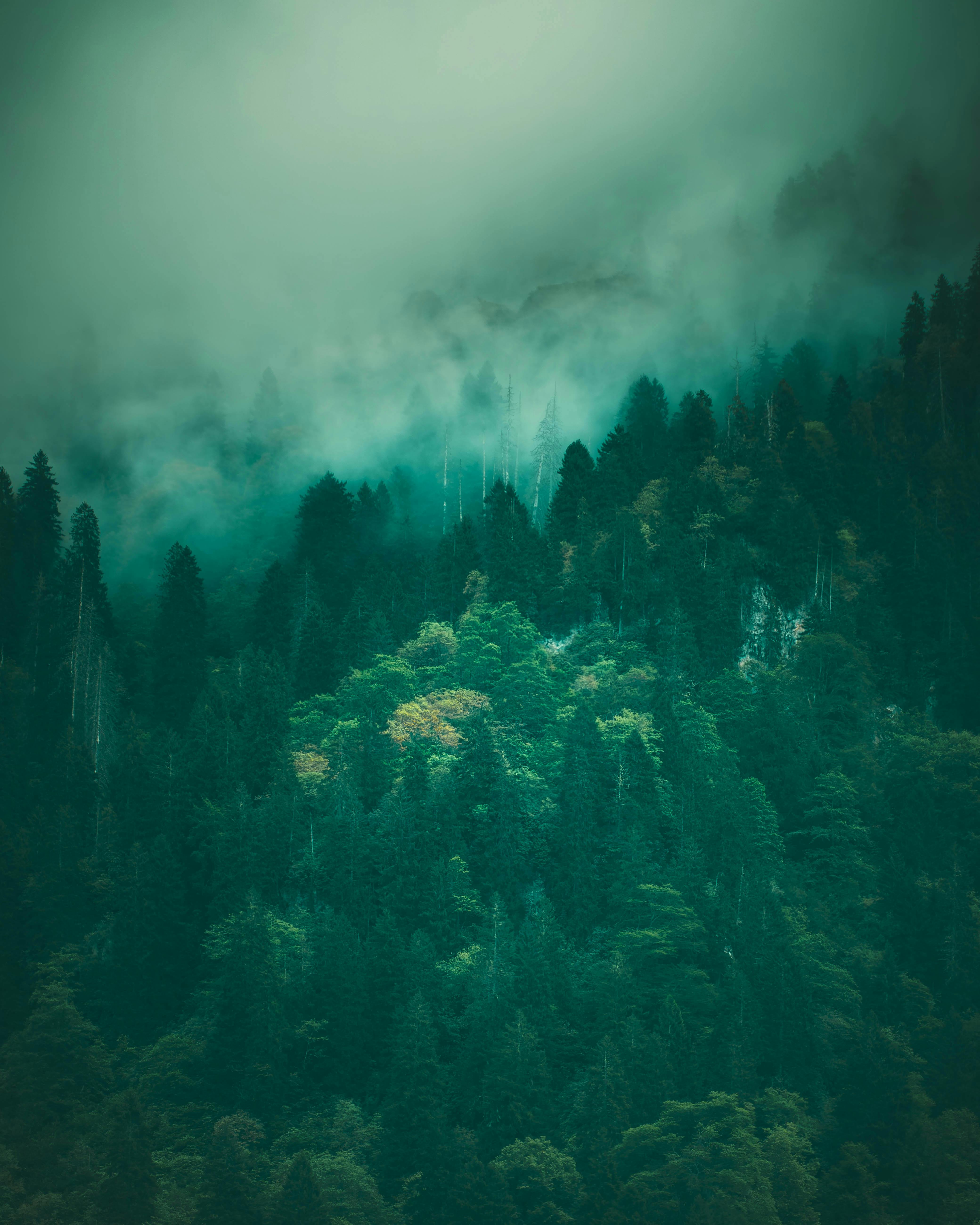 4160x5200 Deep Forest under Cloud and Fog · Free