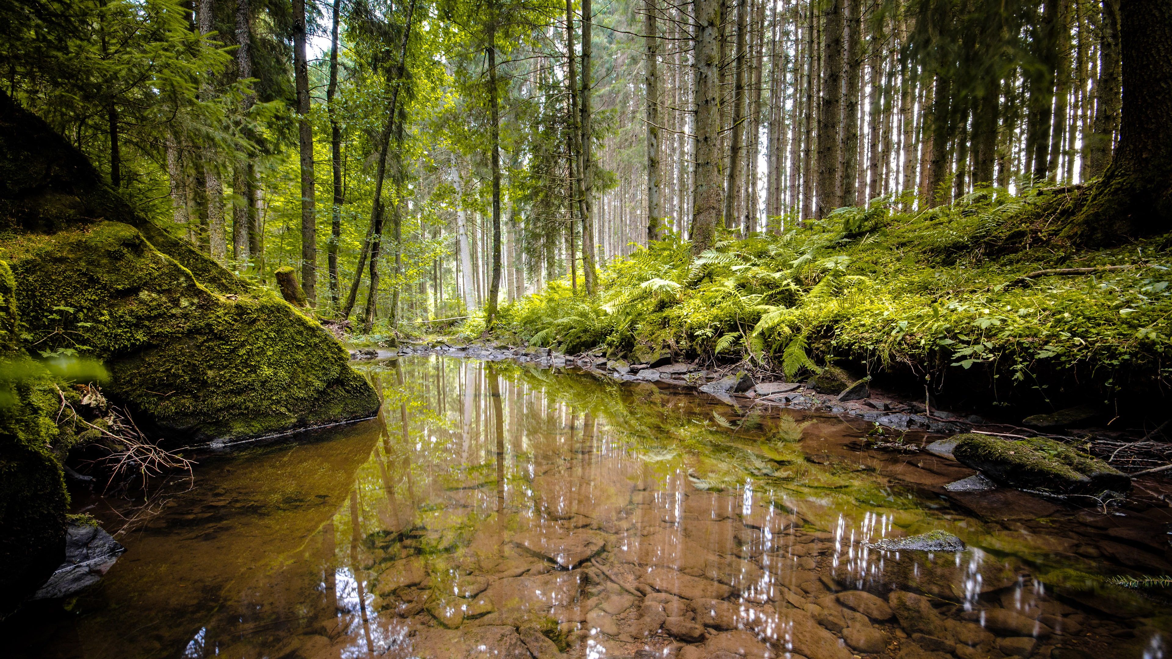 3840x2160 Clear Body Of Water Between Algae Covered Rock And Green Trees 4K HD Nature Wallpaper
