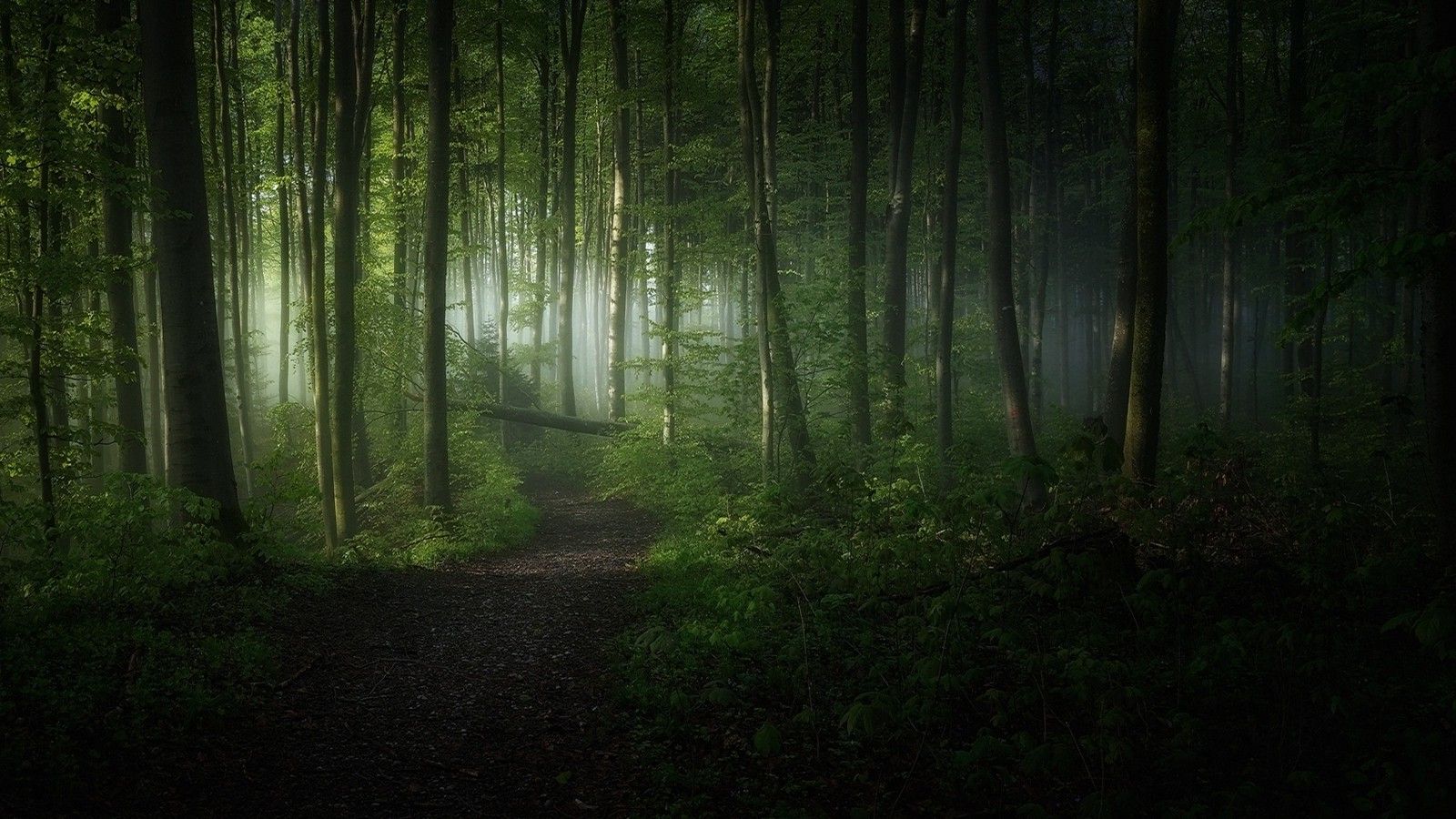 1600x900 nature, Landscape, Morning, Sunrise, Forest, Path, Mist, Trees, Shrubs, Sunlight, Green Wallpaper HD / Desktop and Mobile Background
