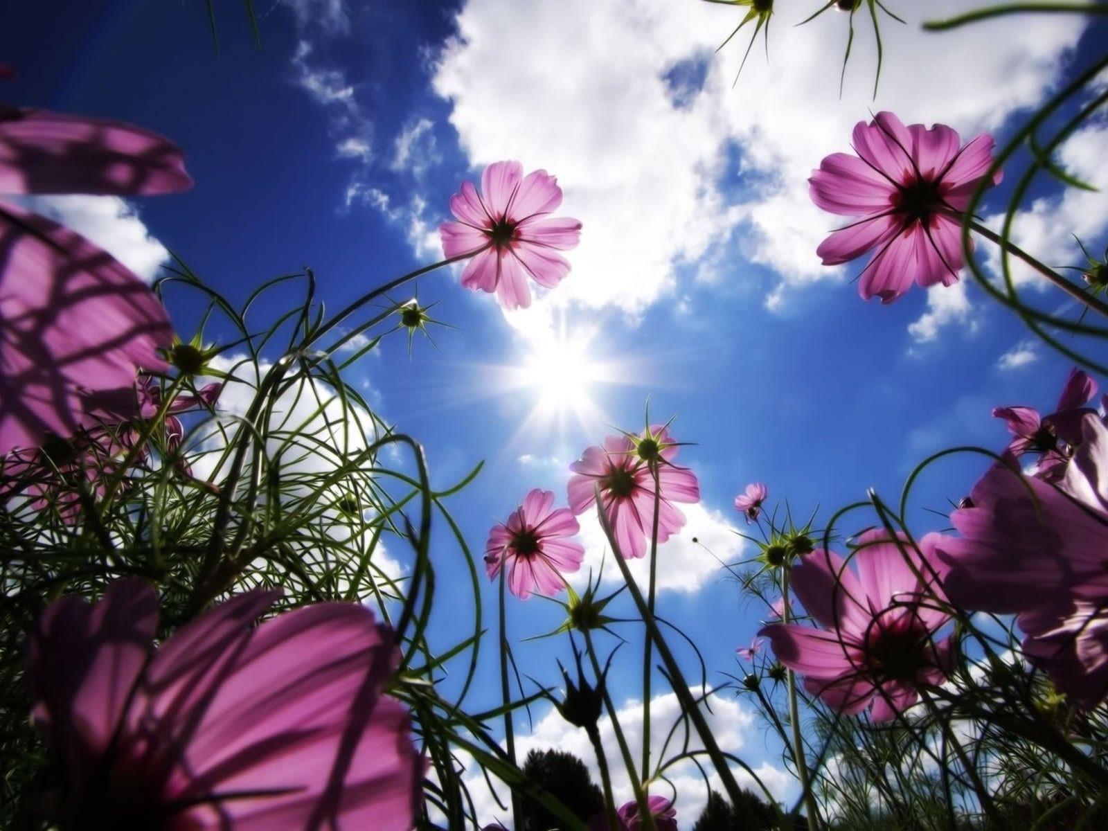 1600x1200 Flowers: View Nature Best Pedals Beautiful Flowers Beauty Flower