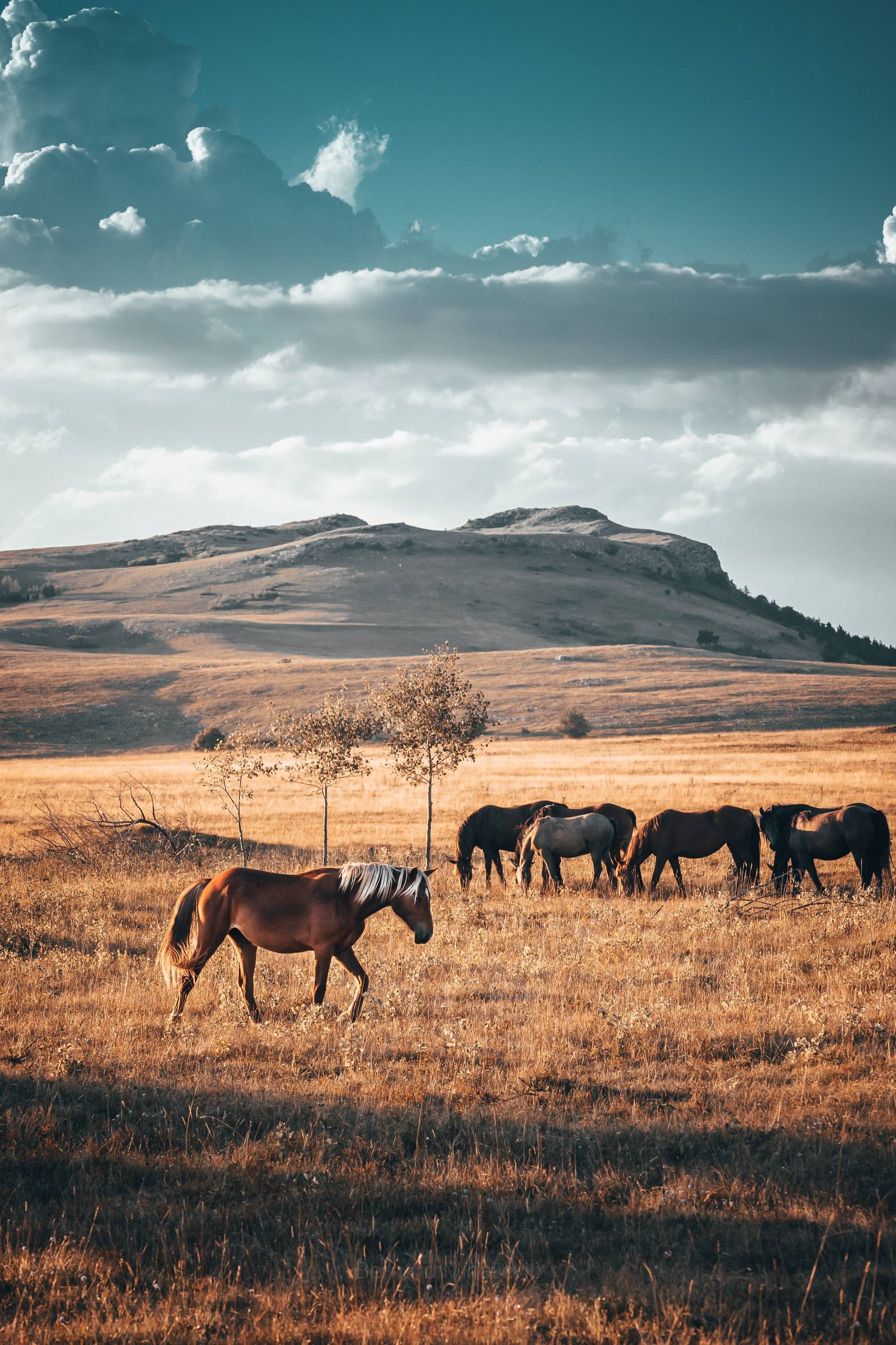 2000x3000 Wallpaper ideas. western photography, western photo, western aesthetic