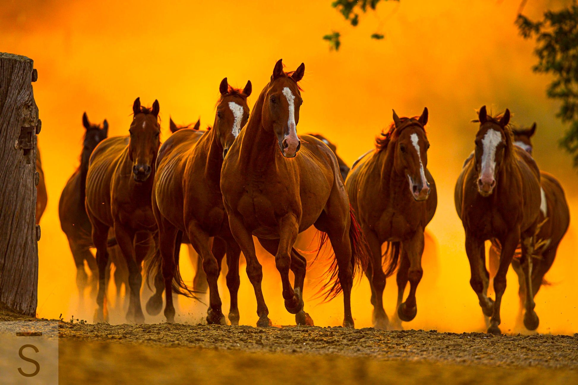 1946x1297 Eatons' Ranch Remuda Fine Art Photography