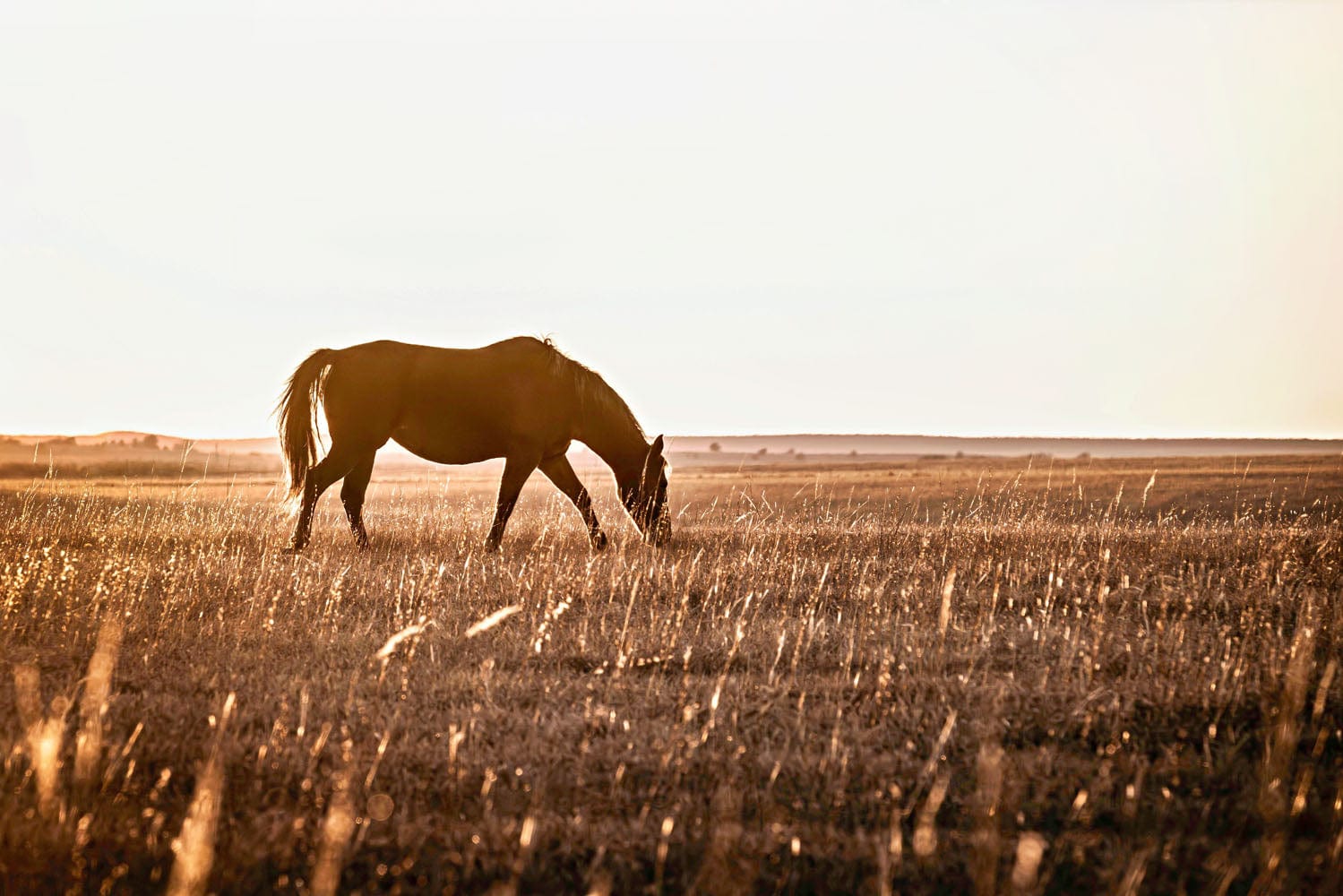 1499x1000 Western Bedroom Decor Horse Wall Art: Beauty of the West James Photography