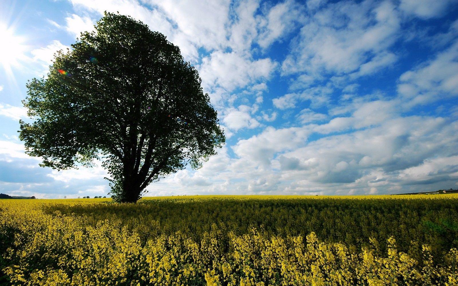 1600x1000 Forces of Nature: Brother Big Clouds Evening Sky Plants Beauty Blue