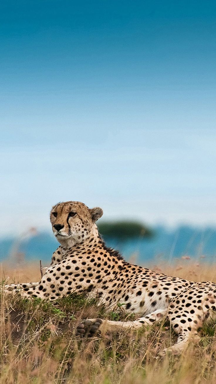 736x1308 South Africa Leopard iPhone 8 Wallpaper