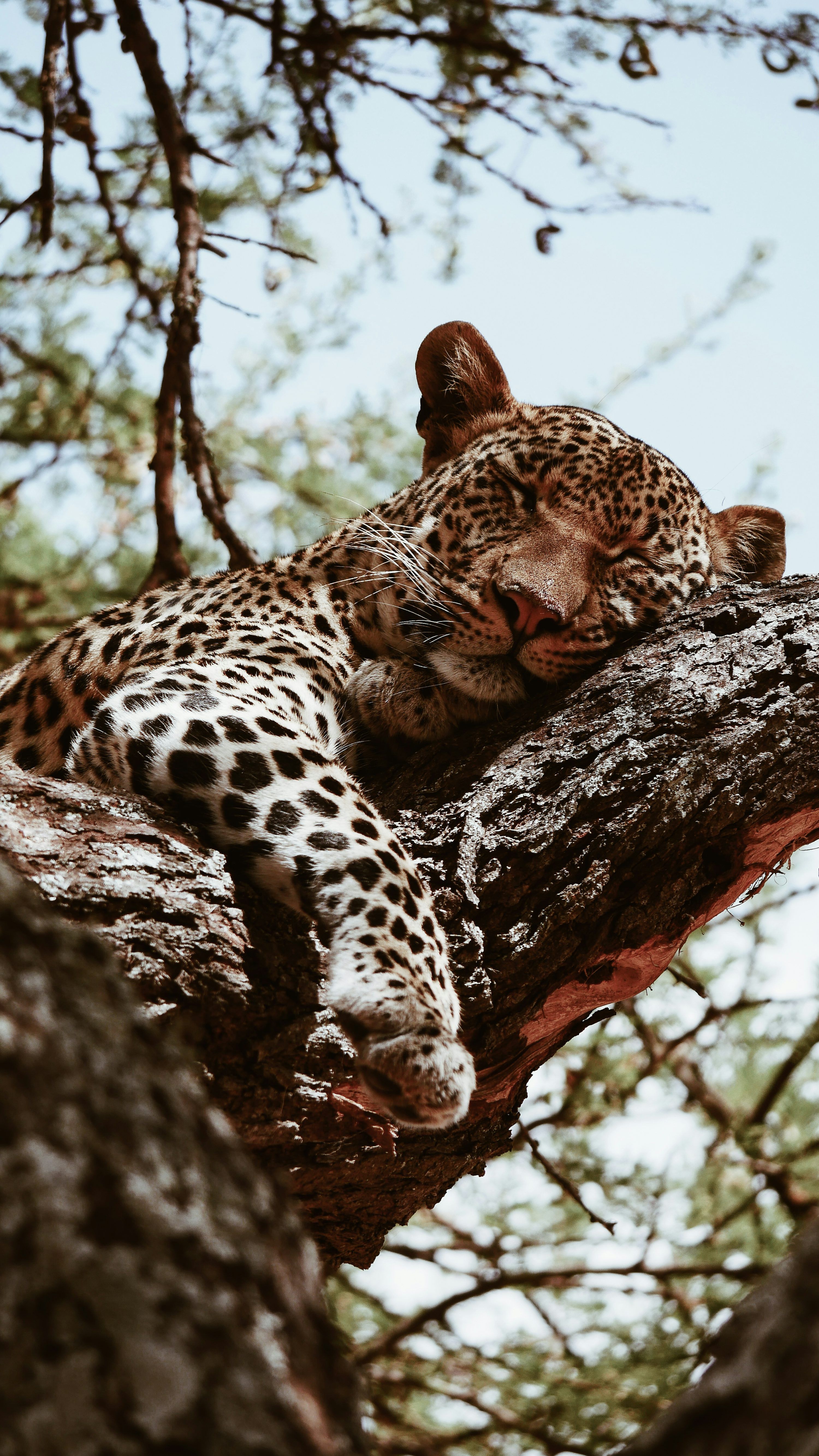 3000x5331 Brown leopard sleeping during daytime photo