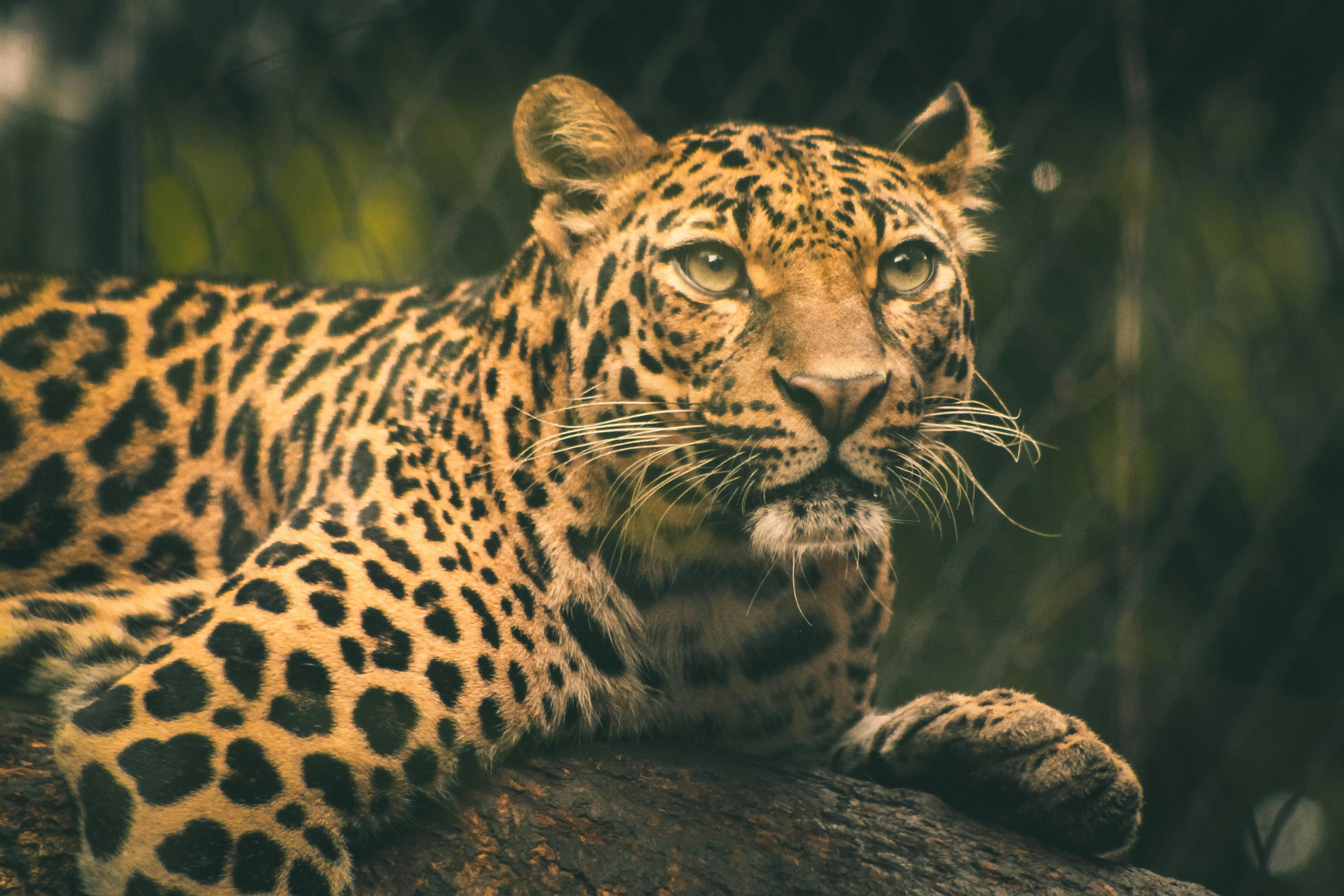 4752x3168 Best Leopard Photo · 100% Free Downloads