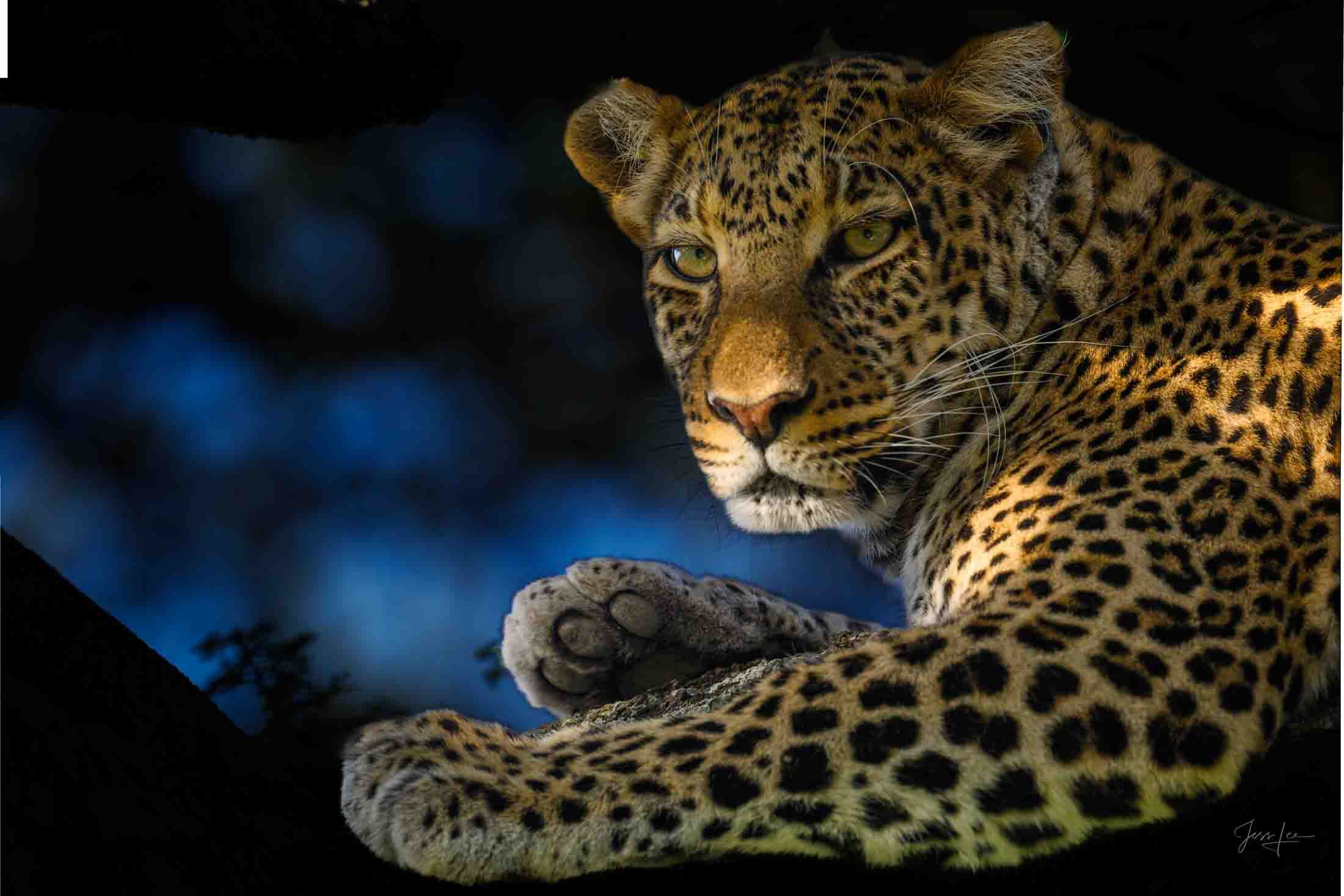 2200x1467 Leopard Photo Gallery of Black, Leopard Photography. Large Format Prints