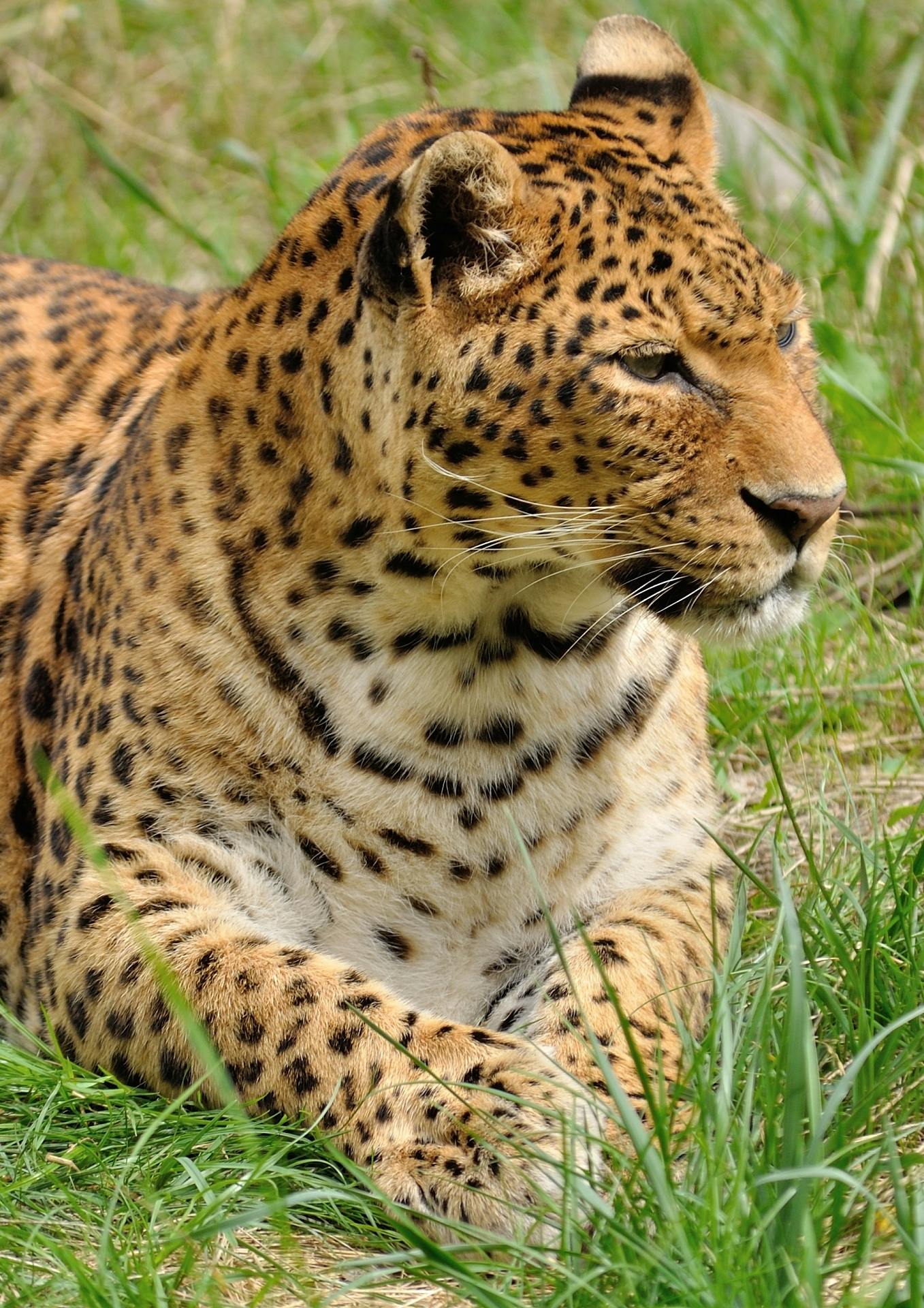 1357x1920 Leopard Lying In The Grass · Free