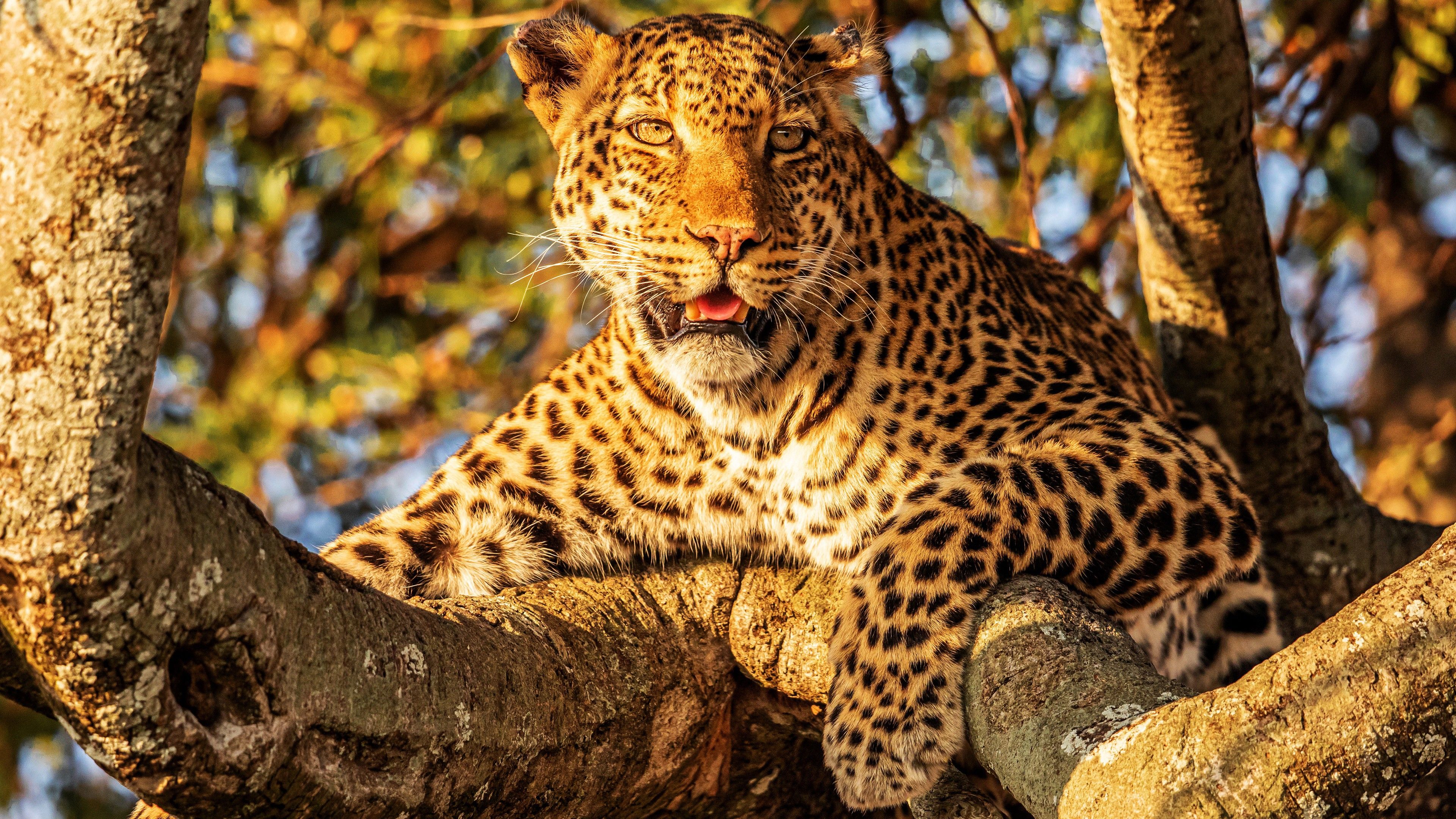 3840x2160 African Leopard Is Sitting On Tree 4K HD Animals Wallpaper