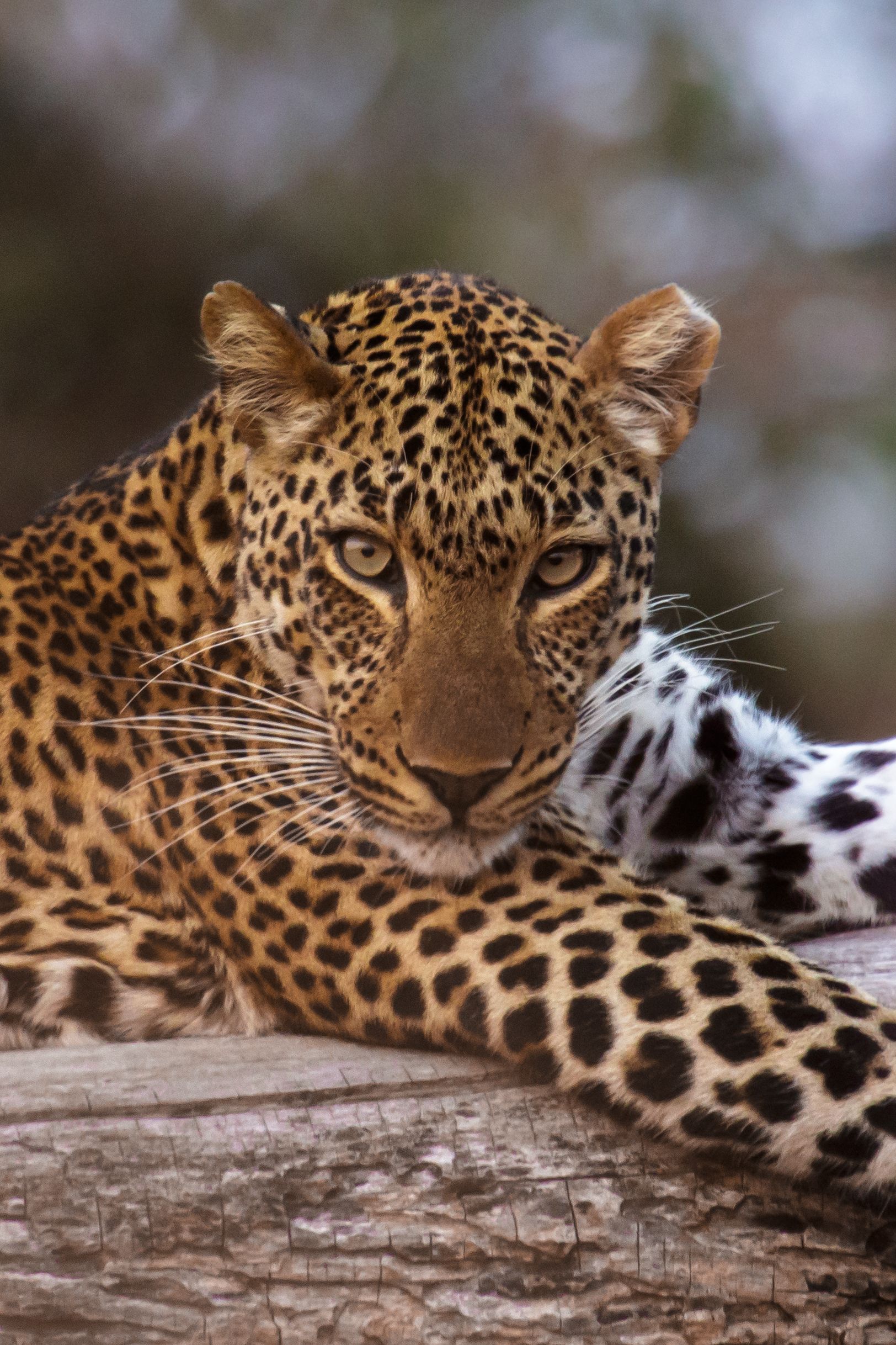 1624x2436 African Leopard (Panthera pardus ssp. pardus)