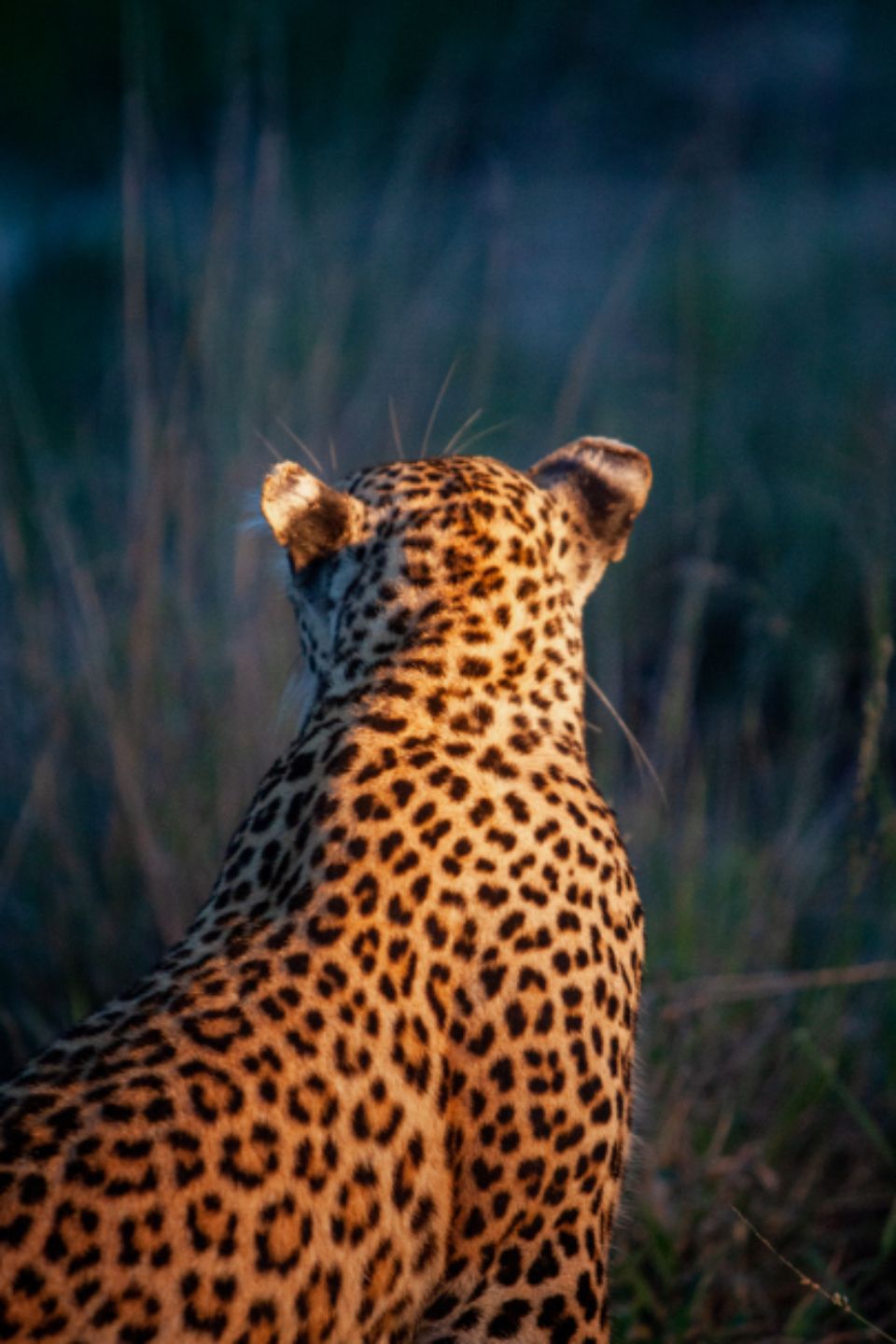 960x1440 Leopard Nature Free