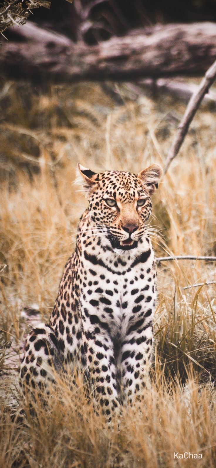 736x1594 African leopard