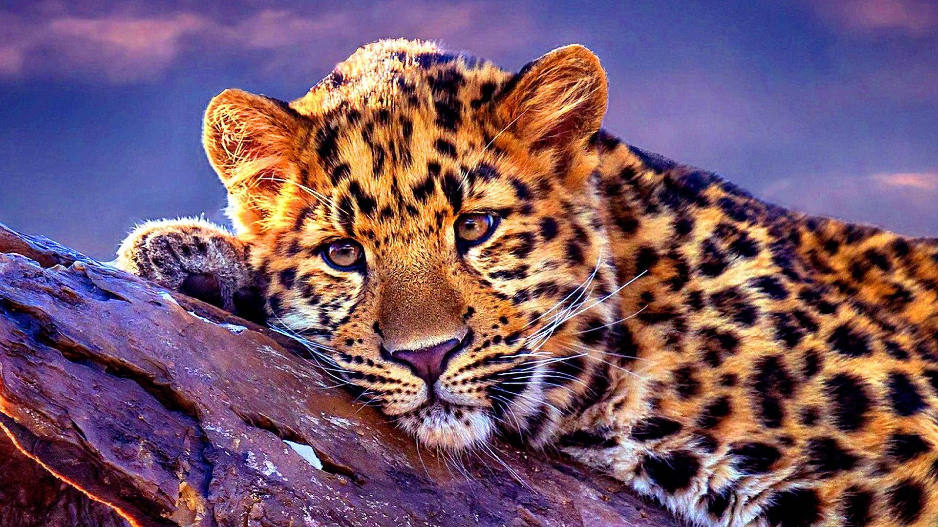 1920x1080 Leopard Wallpaper
