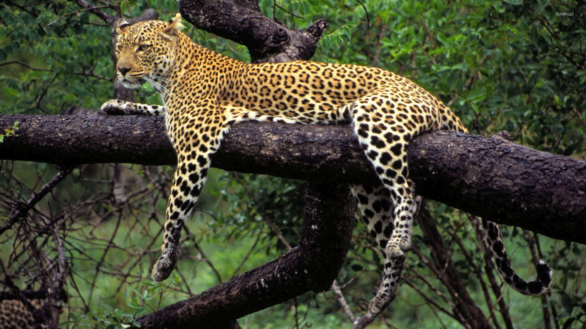 1920x1080 African leopard in a tree wallpaper wallpaper