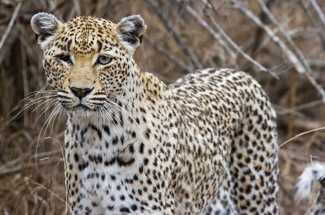 1280x848 One Eyed African