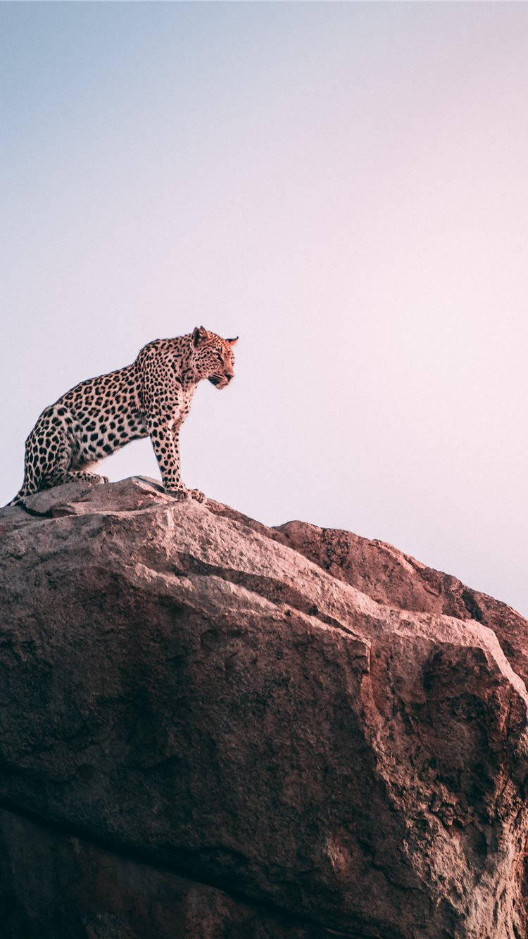 750x1334 Download Leopard On A Rock Africa iPhone Wallpaper
