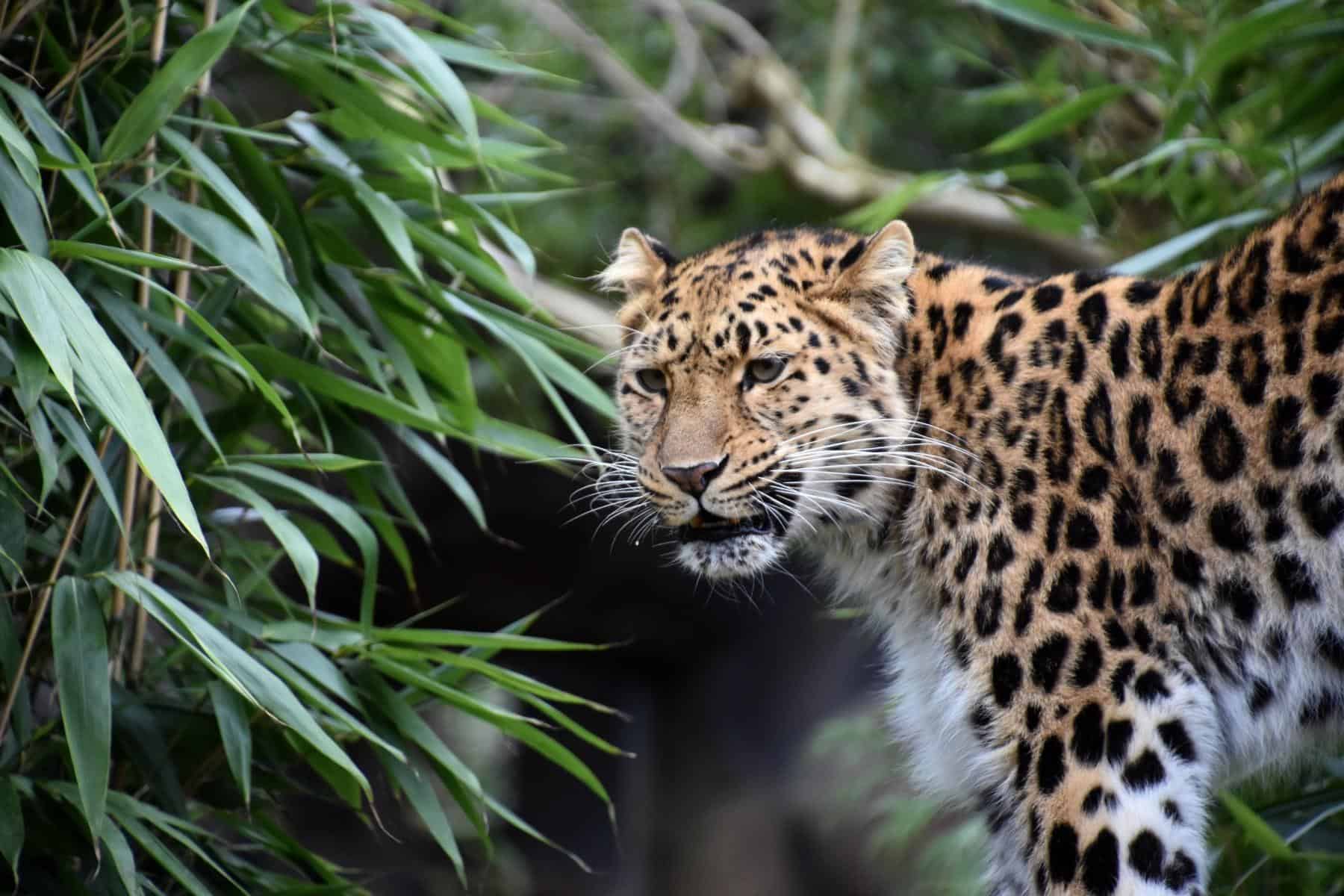 1800x1200 Leopard Animal Facts Pardus Z Animals