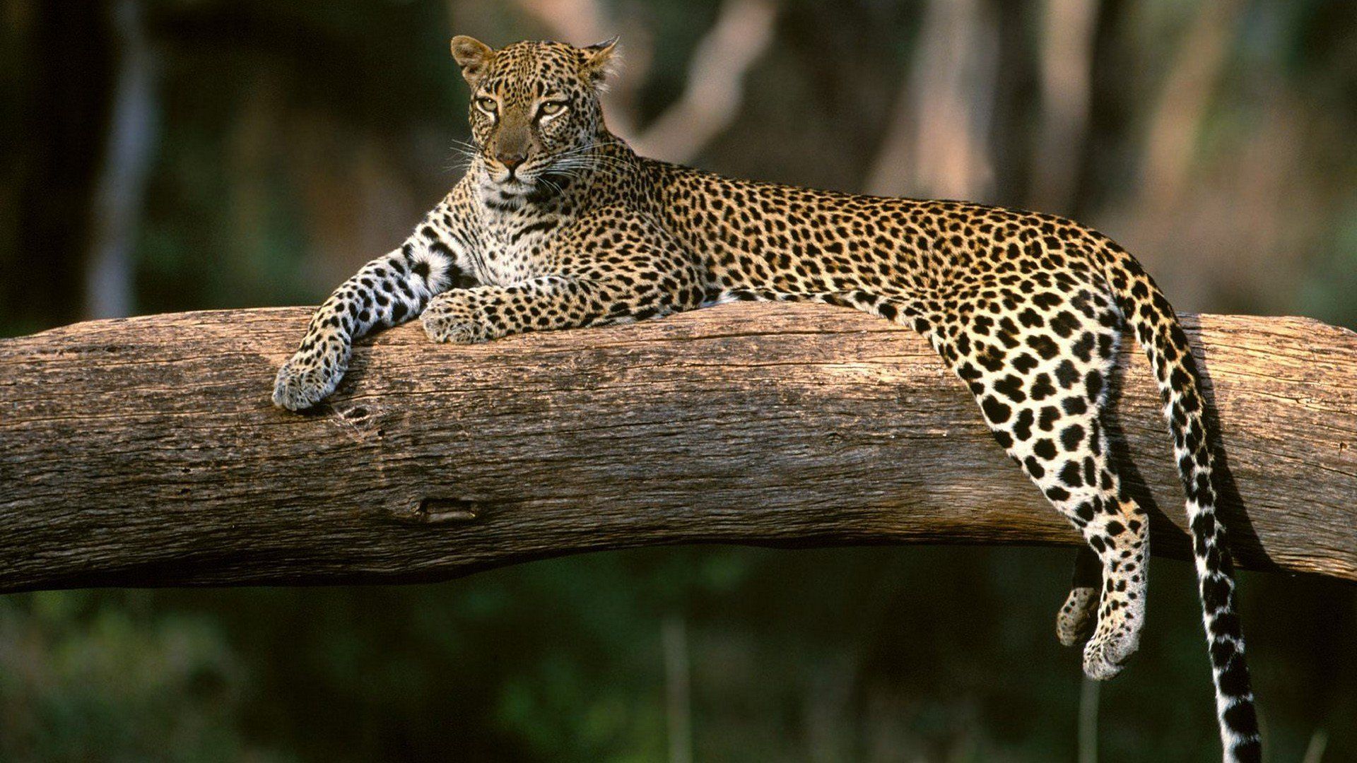1920x1080 nature, Animals, Wildlife, Africa, Leopards Wallpaper HD / Desktop and Mobile Background
