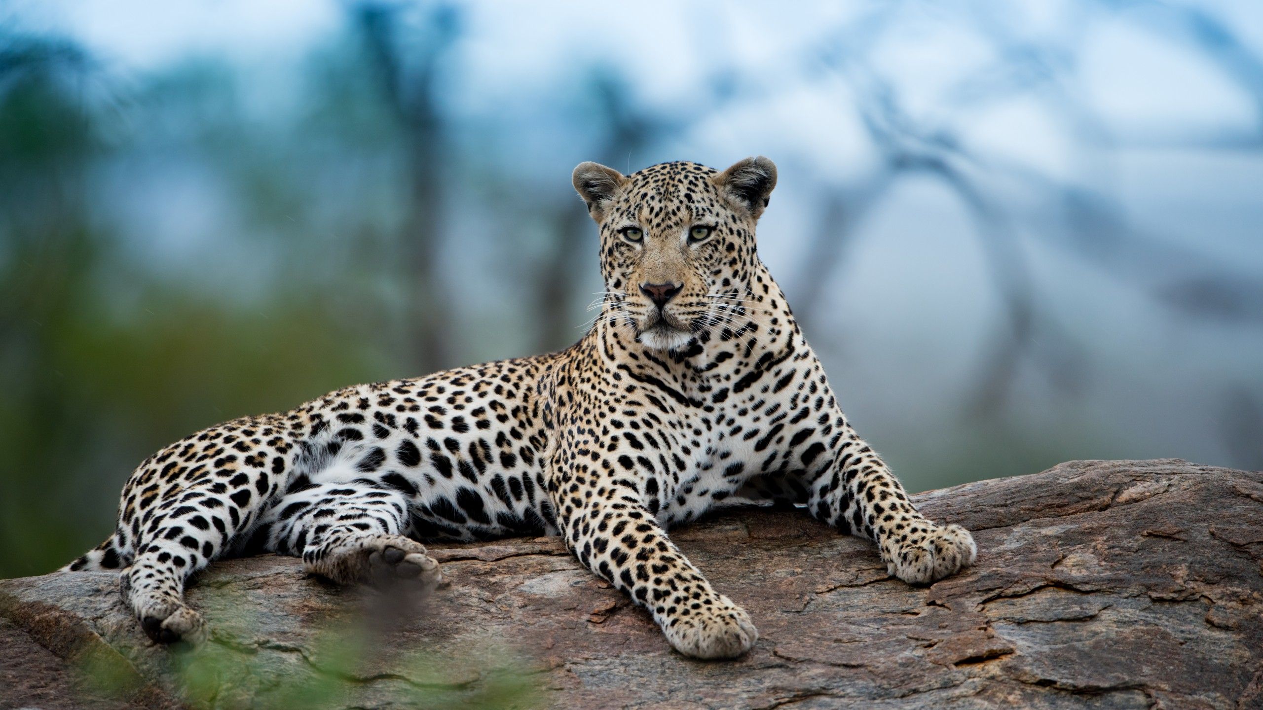 2560x1440 beautiful shot african leopard stare look resting rock with blurred blur background 4K 5K HD Leopard Wallpaper
