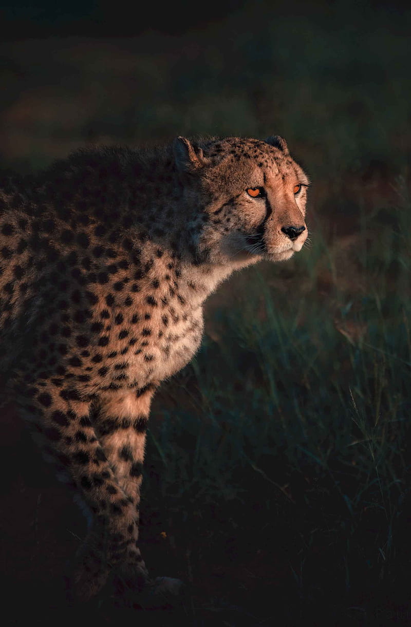 800x1221 Cheetah on green grass, african leopard, black, brown, cheetah, grass, green, HD phone wallpaper