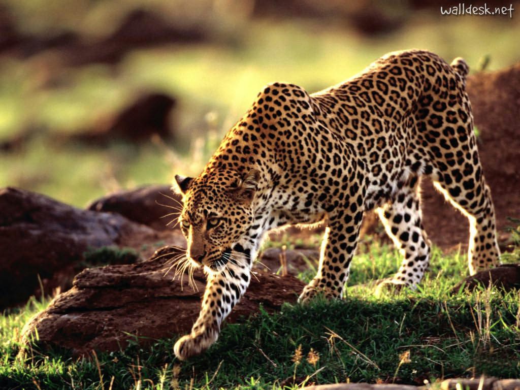 1024x768 The African Leopard