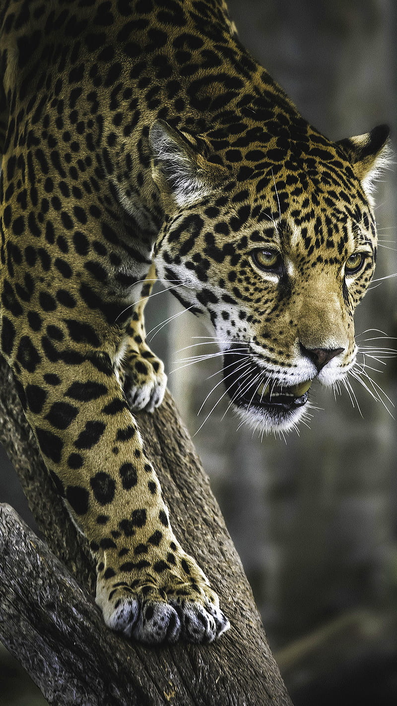 800x1422 Leopard, animal, big, cats, wildcat, HD phone wallpaper