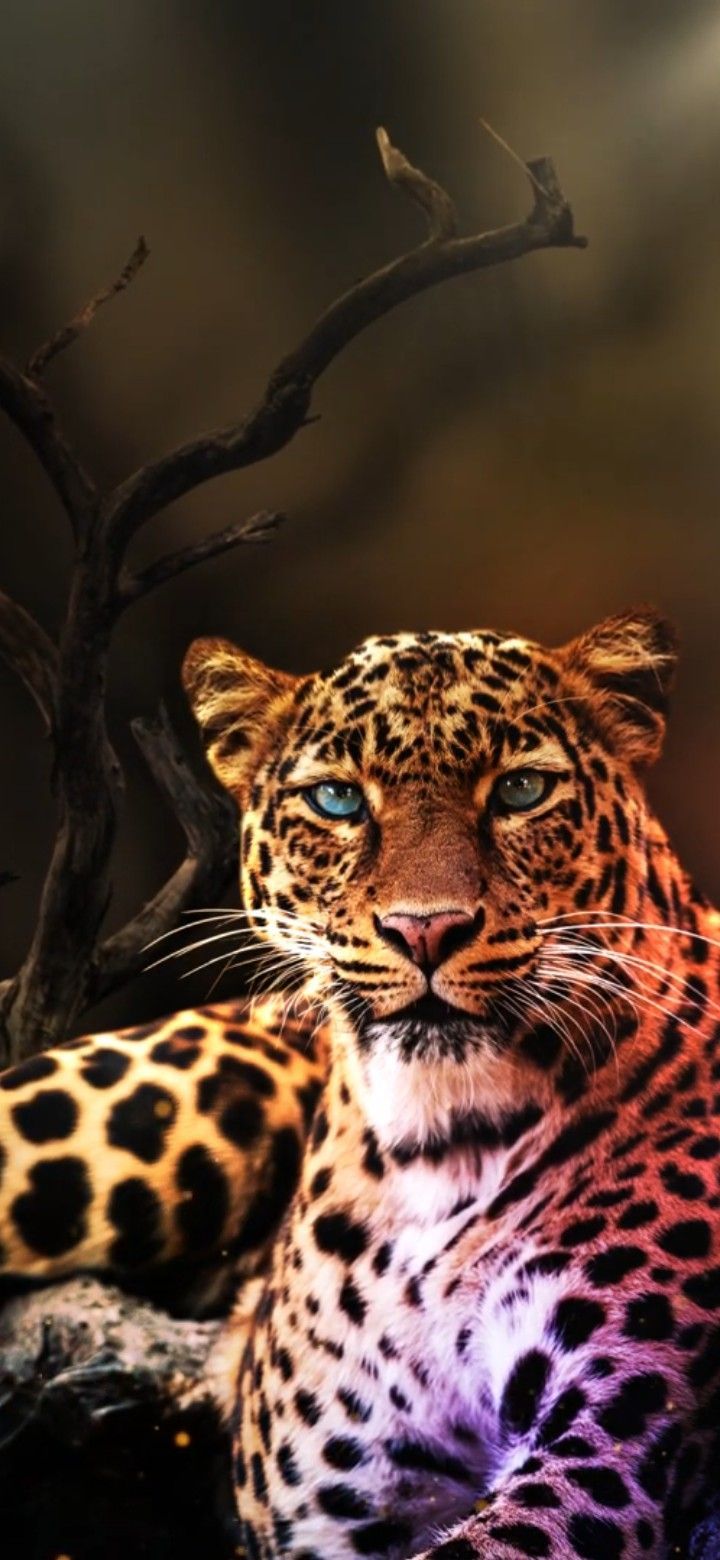 720x1560 Wallpaper quotes